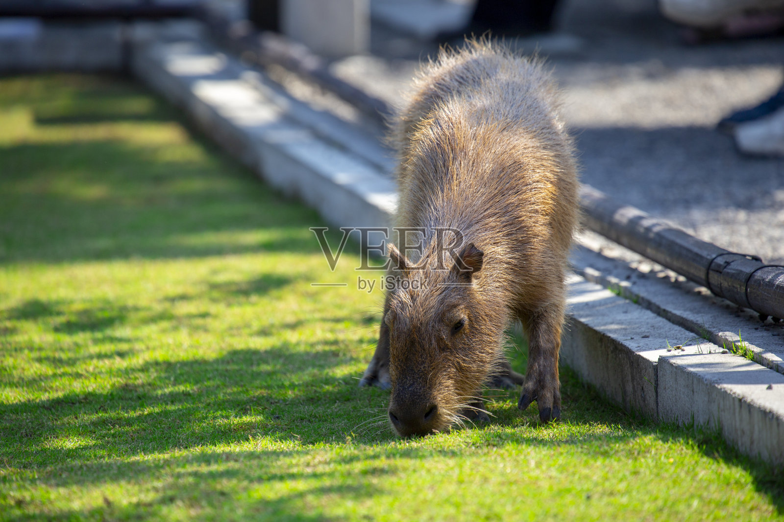农场,可爱,水豚,吃饭照片摄影图片