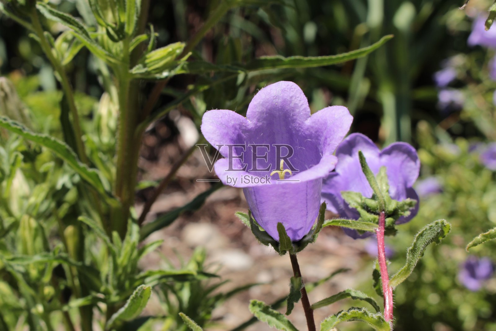 蓝色“比利牛斯风铃花”-风铃草照片摄影图片