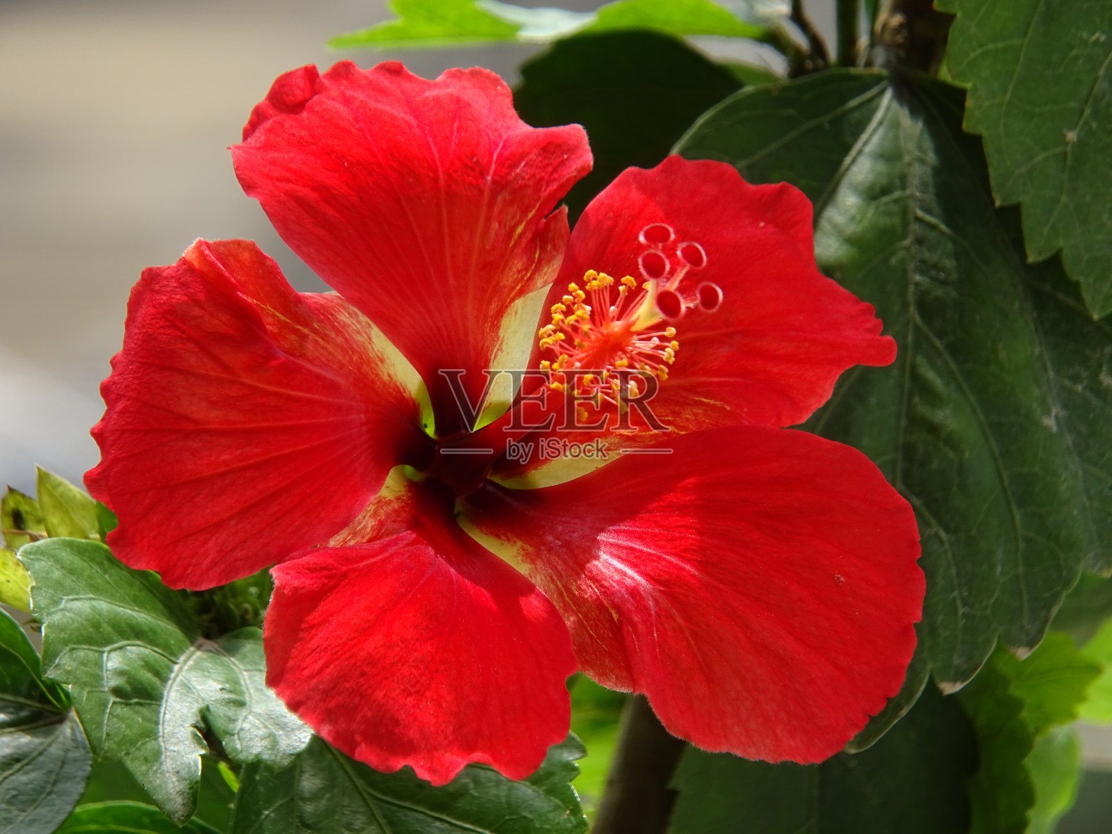 红色的芙蓉花照片摄影图片