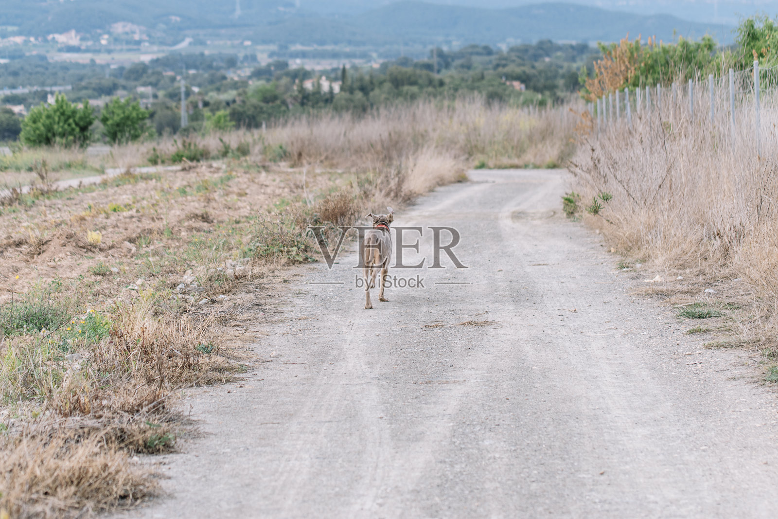 威玛拉犬的一种,独自行走在土路上照片摄影图片