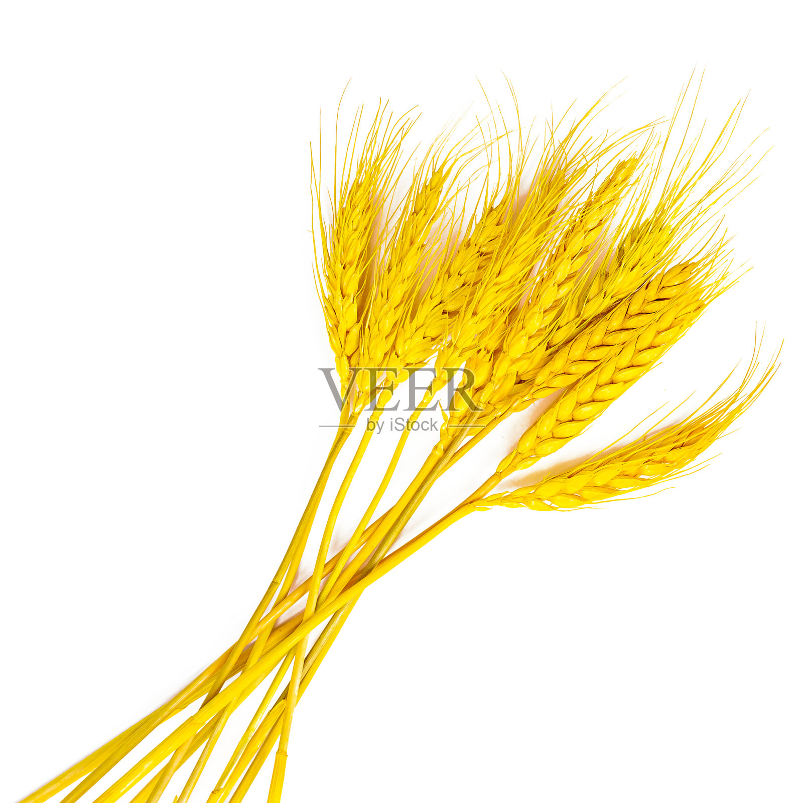 明亮的黄色小麦茎与谷物孤立在白色背景照片摄影图片