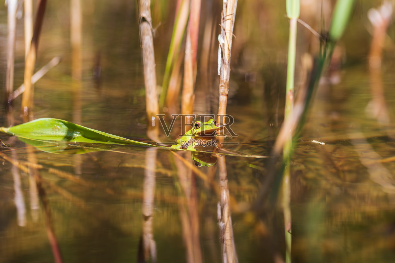 树蛙-茎上的绿色树蛙。背景是绿色的。这张照片的外景很好。疯狂的照片照片摄影图片