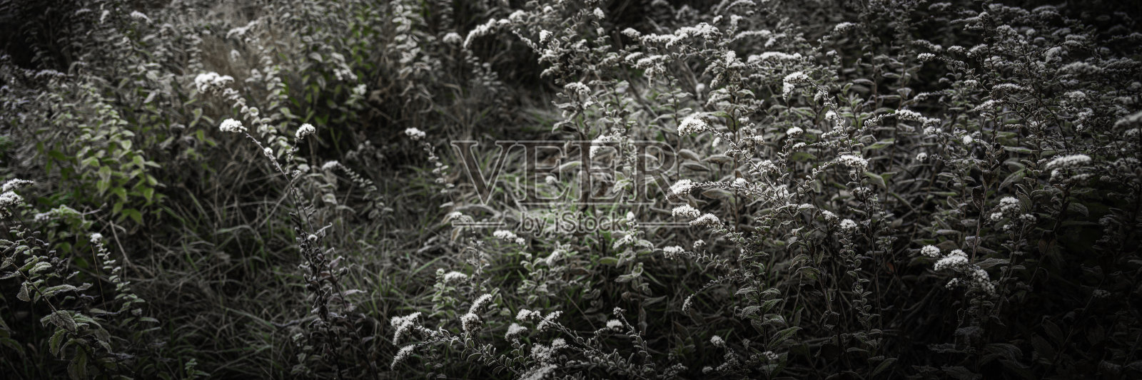 冬天荒野里的香黄花或海边黄花。冰,霜和冬天的主题与空间的文本和设计。照片摄影图片