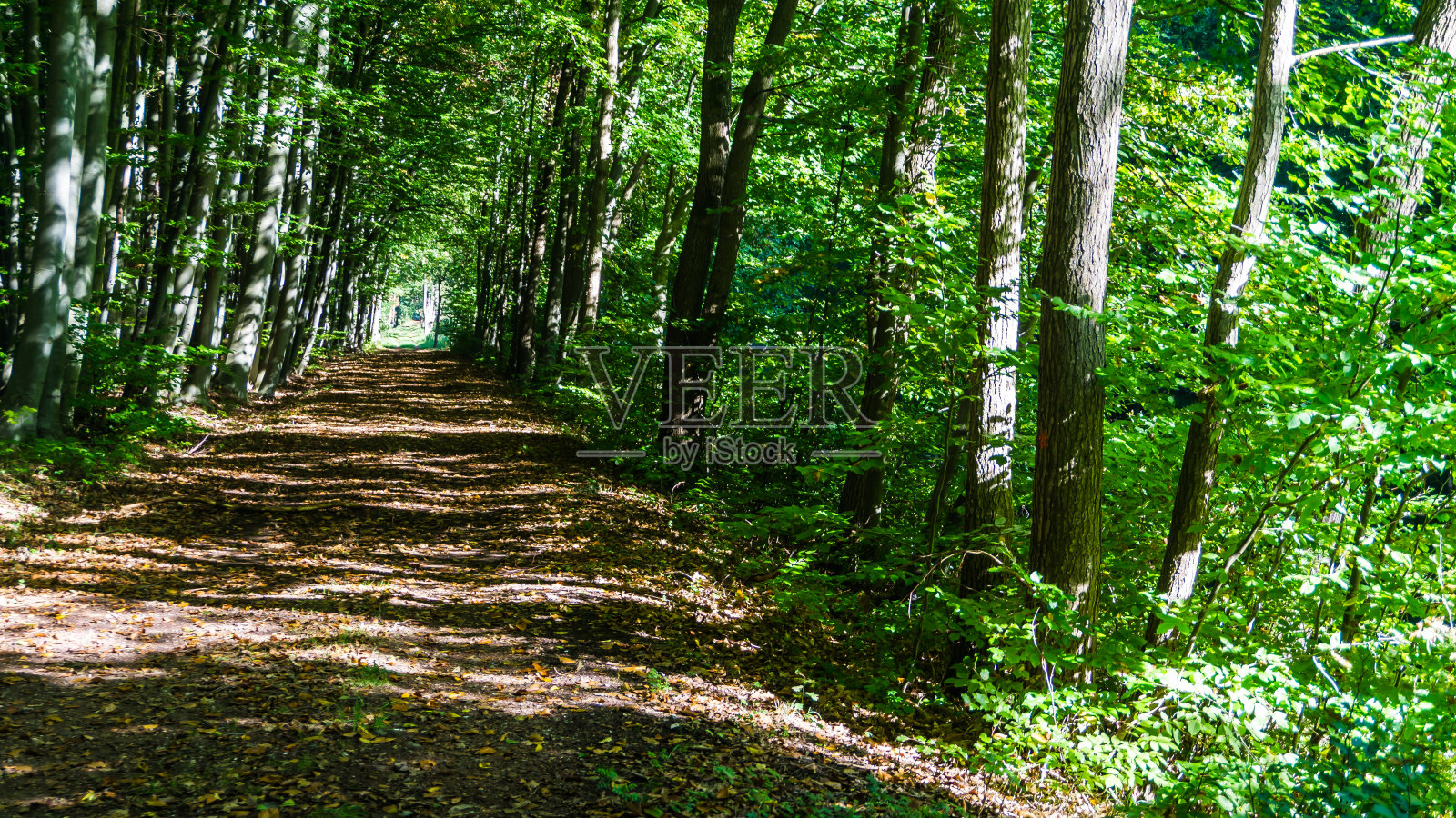 梅克伦堡秋天有很多树叶的森林道路照片摄影图片