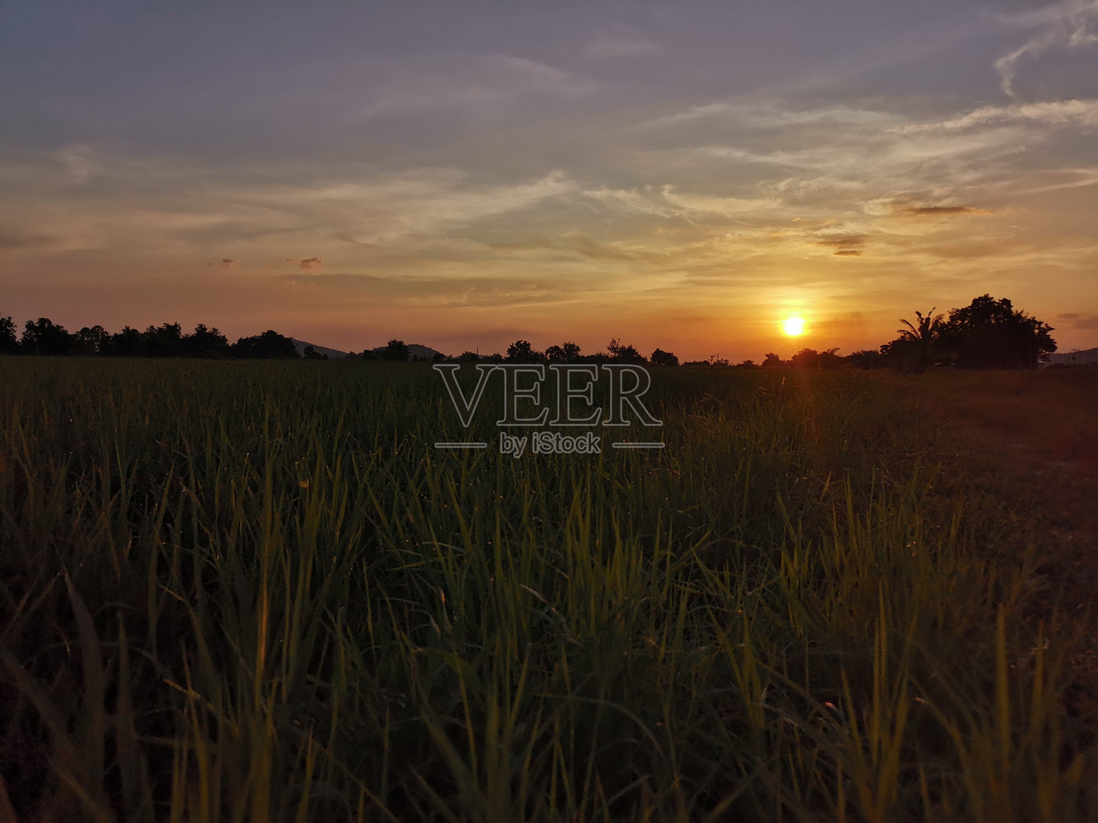 稻田里的日出日落照片摄影图片