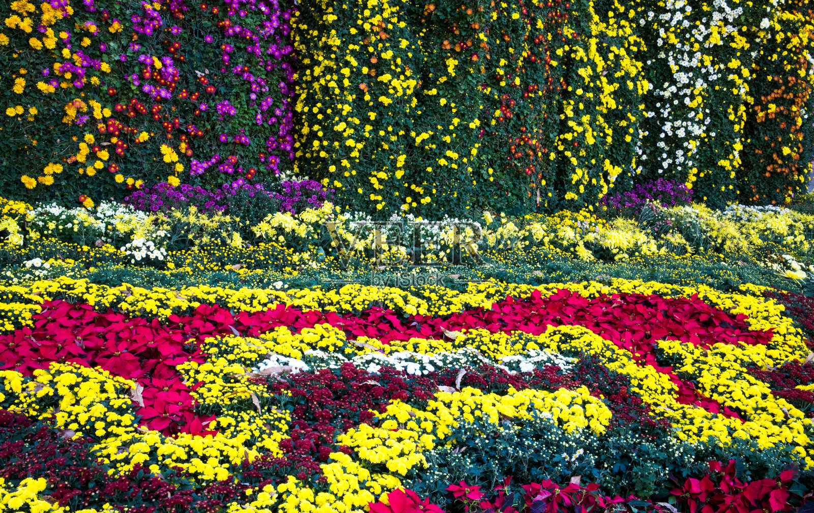 和顺南山公园菊花节的美丽景色照片摄影图片