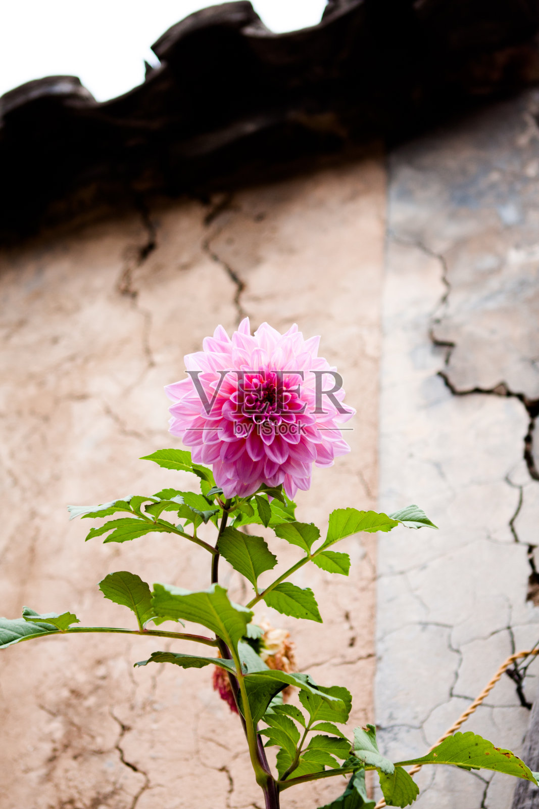 乡间路边盛开的大丽花照片摄影图片
