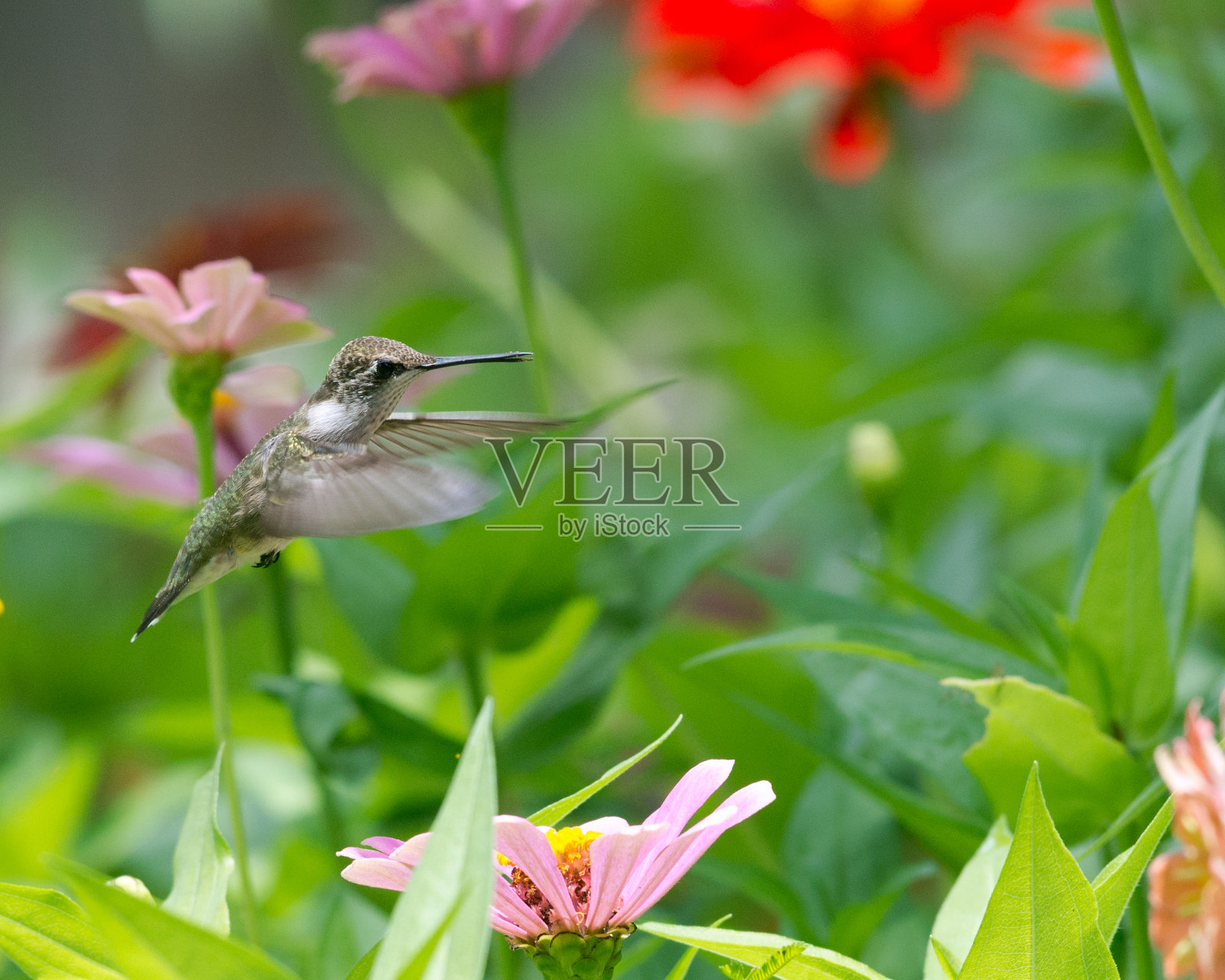 蜂鸟飞行照片摄影图片