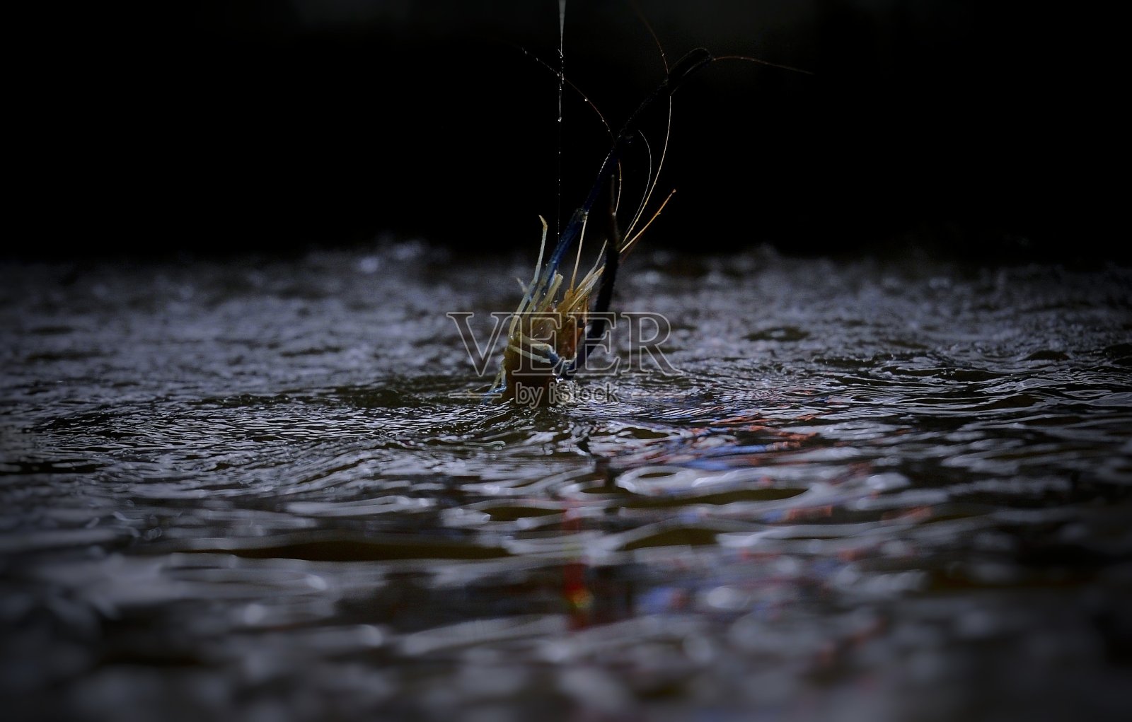 食品和动物照片摄影图片