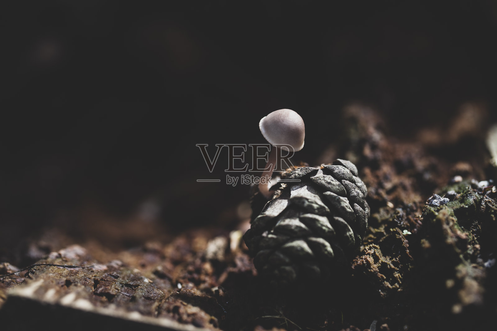 蘑菇照片摄影图片