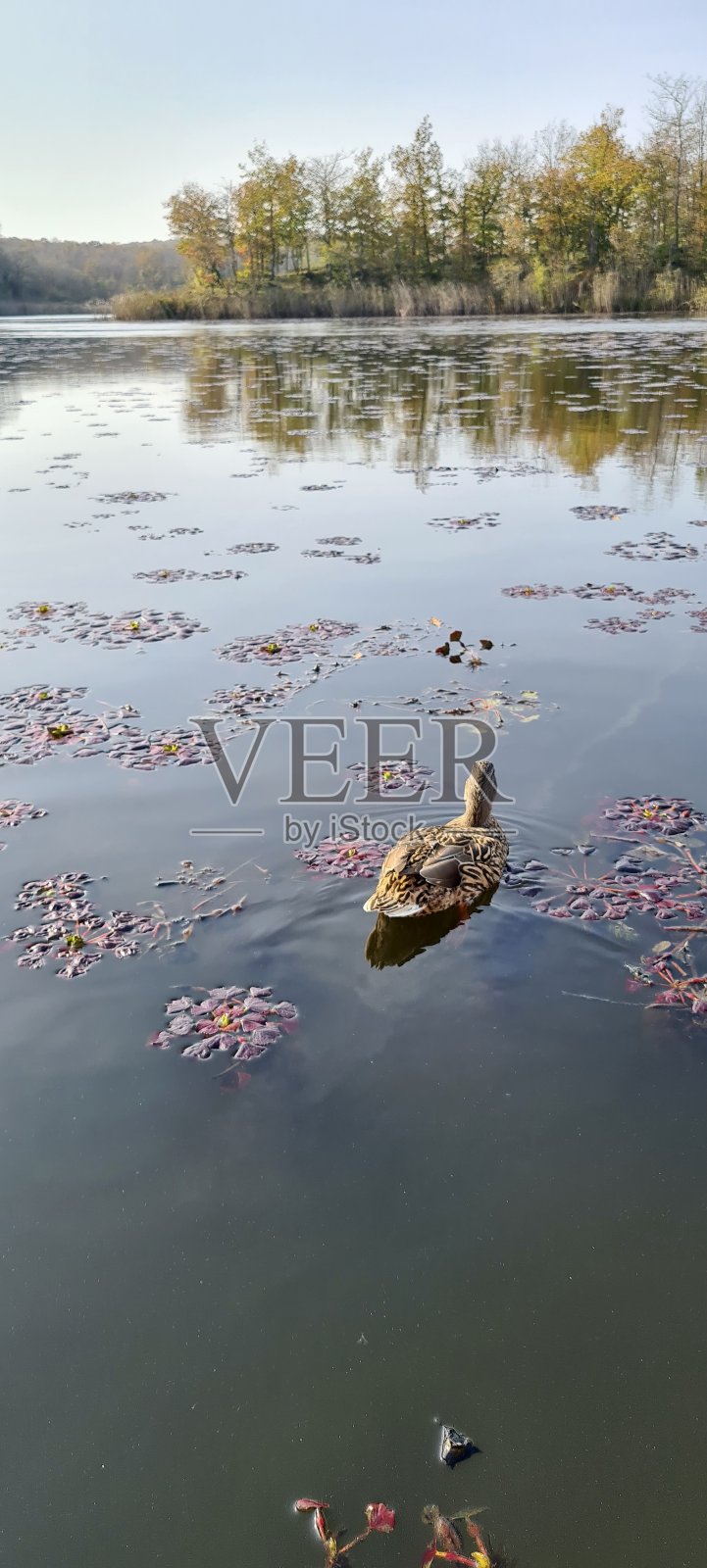鸭子,湖,水百合,池塘,İğneada, Kırklareli,土耳其照片摄影图片