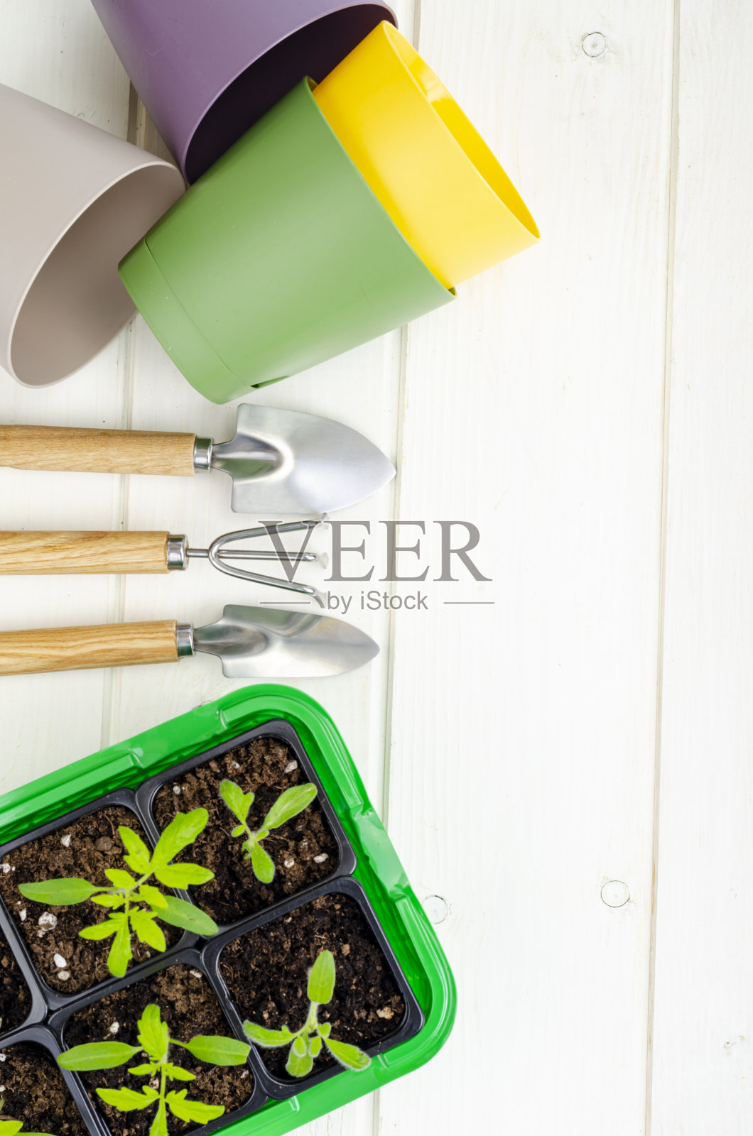 春季蔬菜容器育苗,有机耕作理念。照片摄影图片