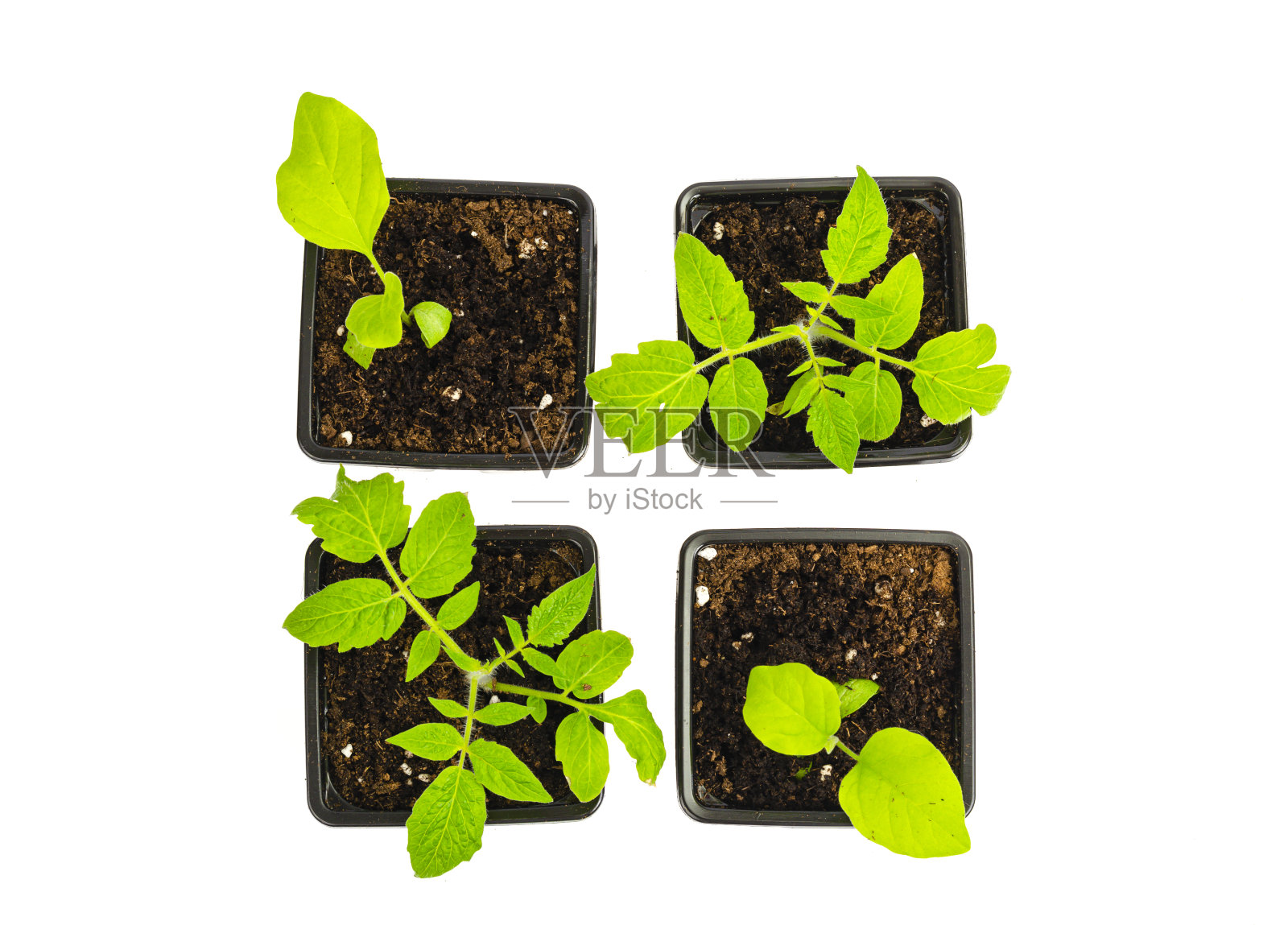 用塑料育苗容器装土,栽种蔬菜幼苗。照片摄影图片