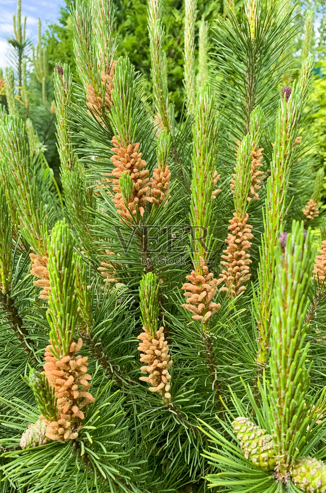 云杉树上五颜六色的嫩枝和球果。工作室的照片照片摄影图片