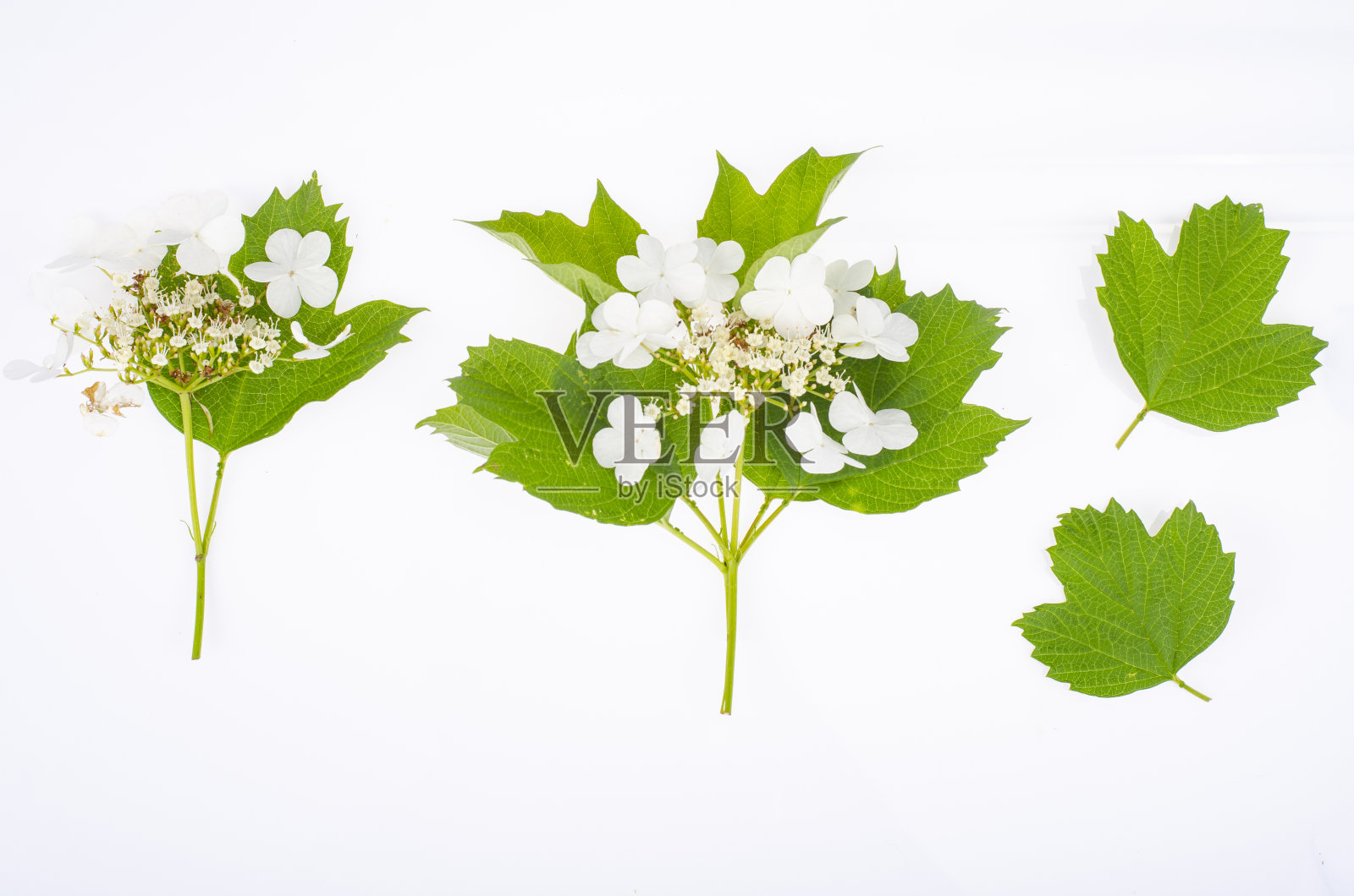荚蒾的分枝,白色的花序和白色背景上的绿色叶子。工作室的照片照片摄影图片
