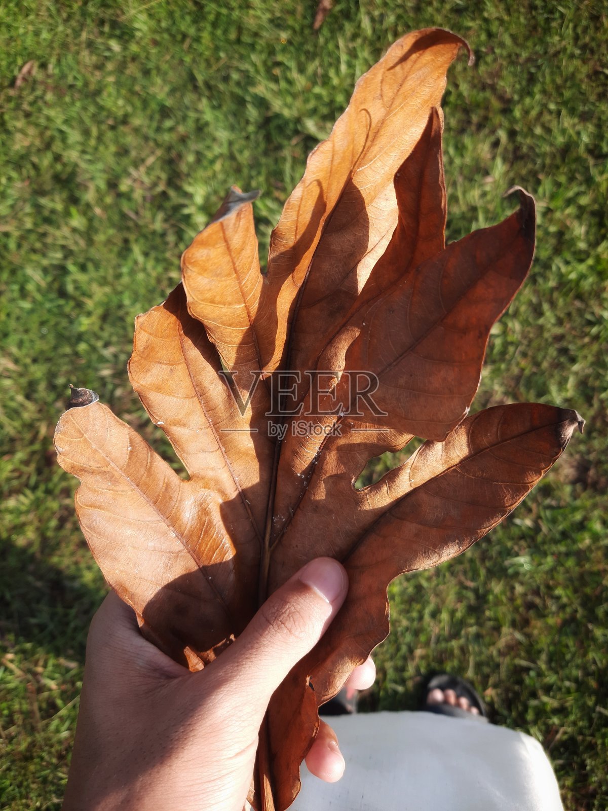 亚洲年轻人拿着干树叶站着照片摄影图片