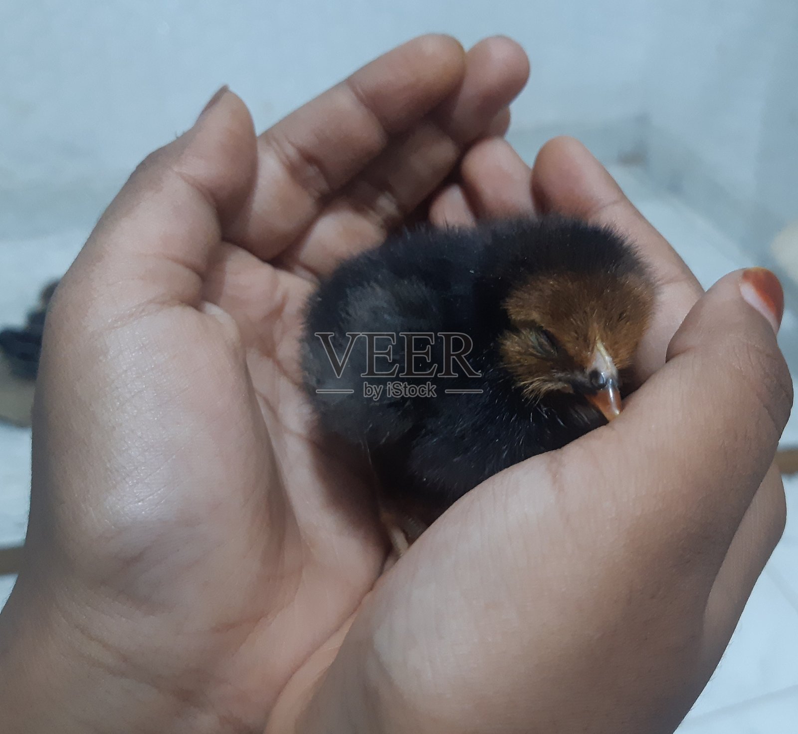 黑色的小鸡睡在手中照片摄影图片