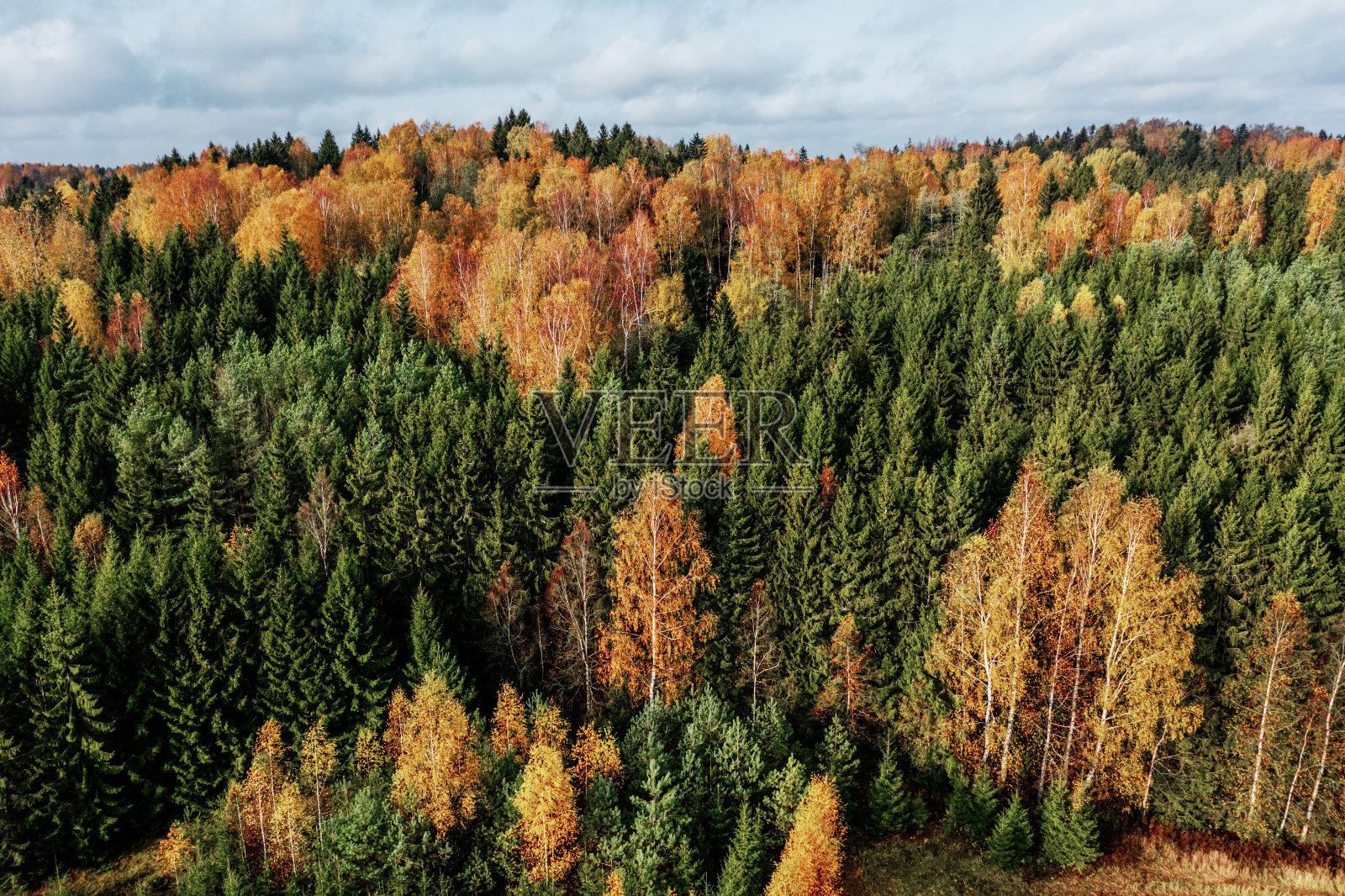 鸟瞰多彩的秋天森林照片摄影图片