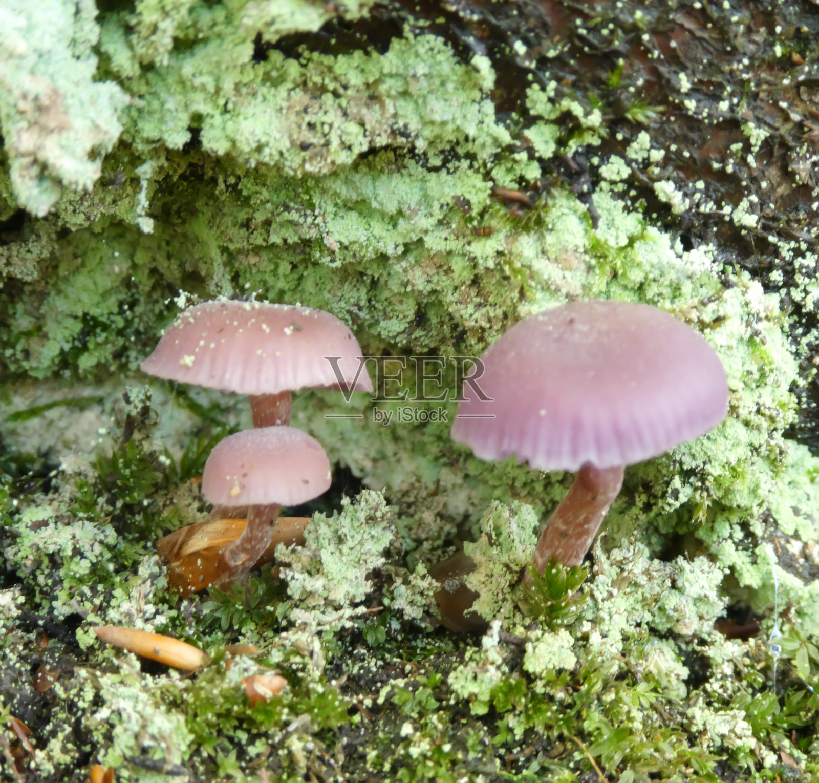 紫红蜜环菌照片摄影图片