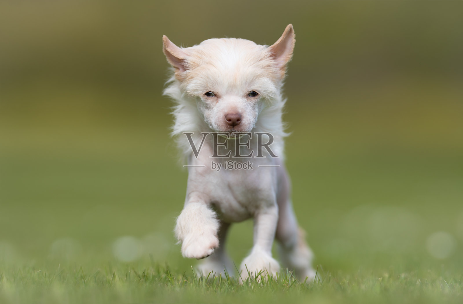 漂亮的狗照片摄影图片