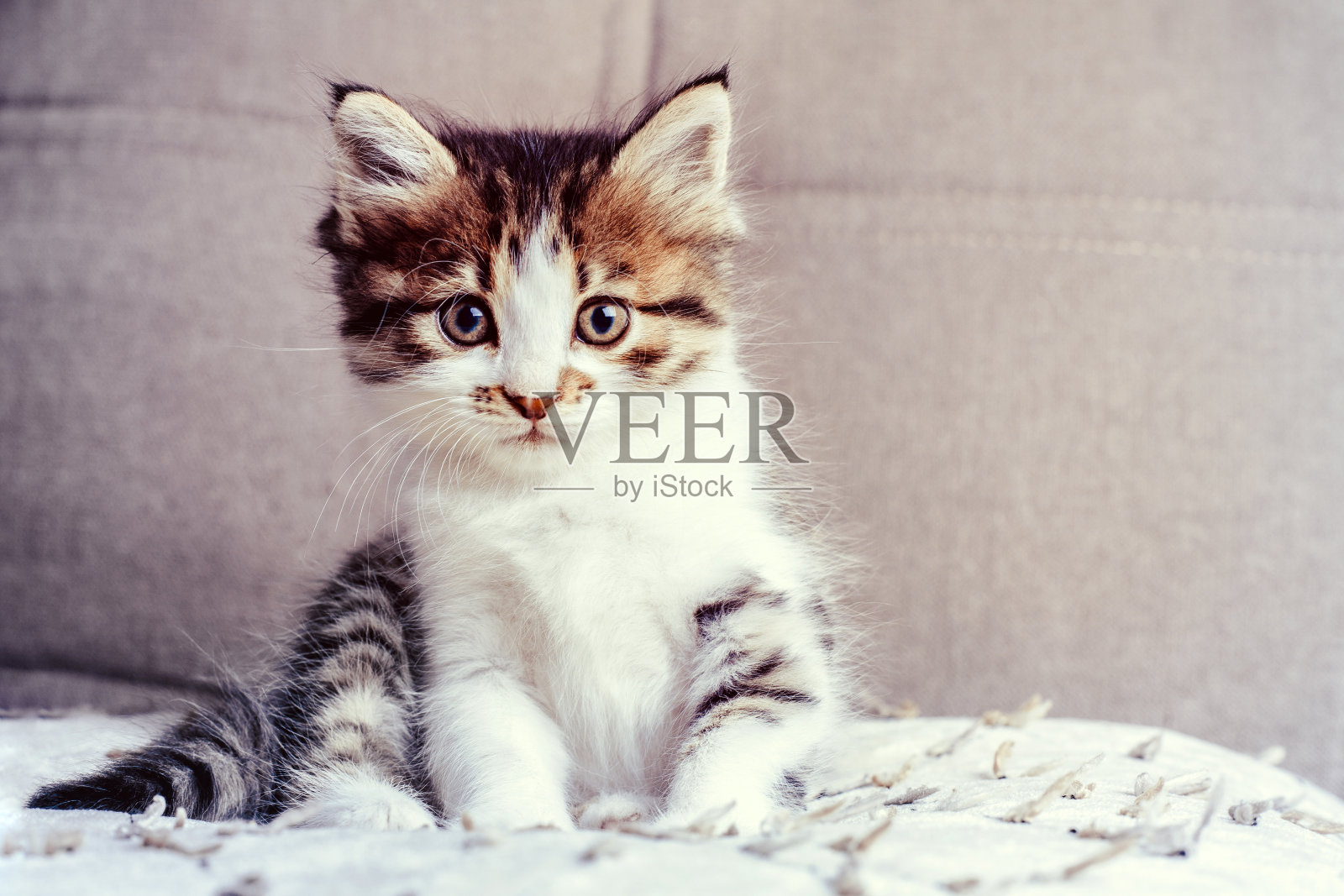 可爱的毛茸茸的小猫坐在沙发上照片摄影图片