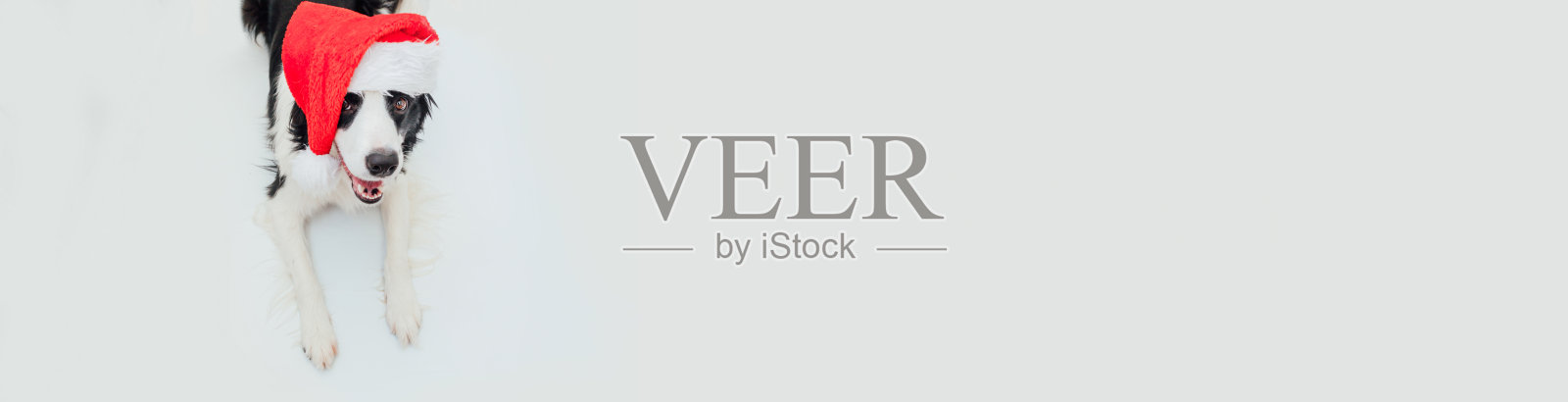 戴圣诞帽的可爱微笑小狗(横幅)照片摄影图片