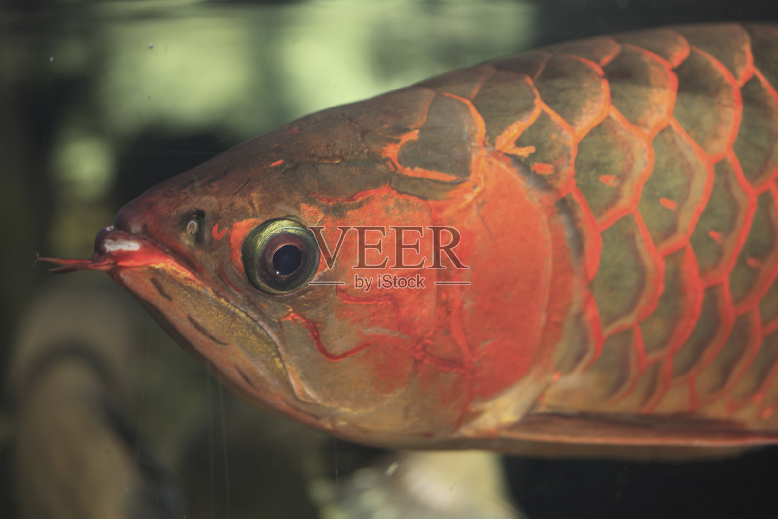 亚洲arowana照片摄影图片