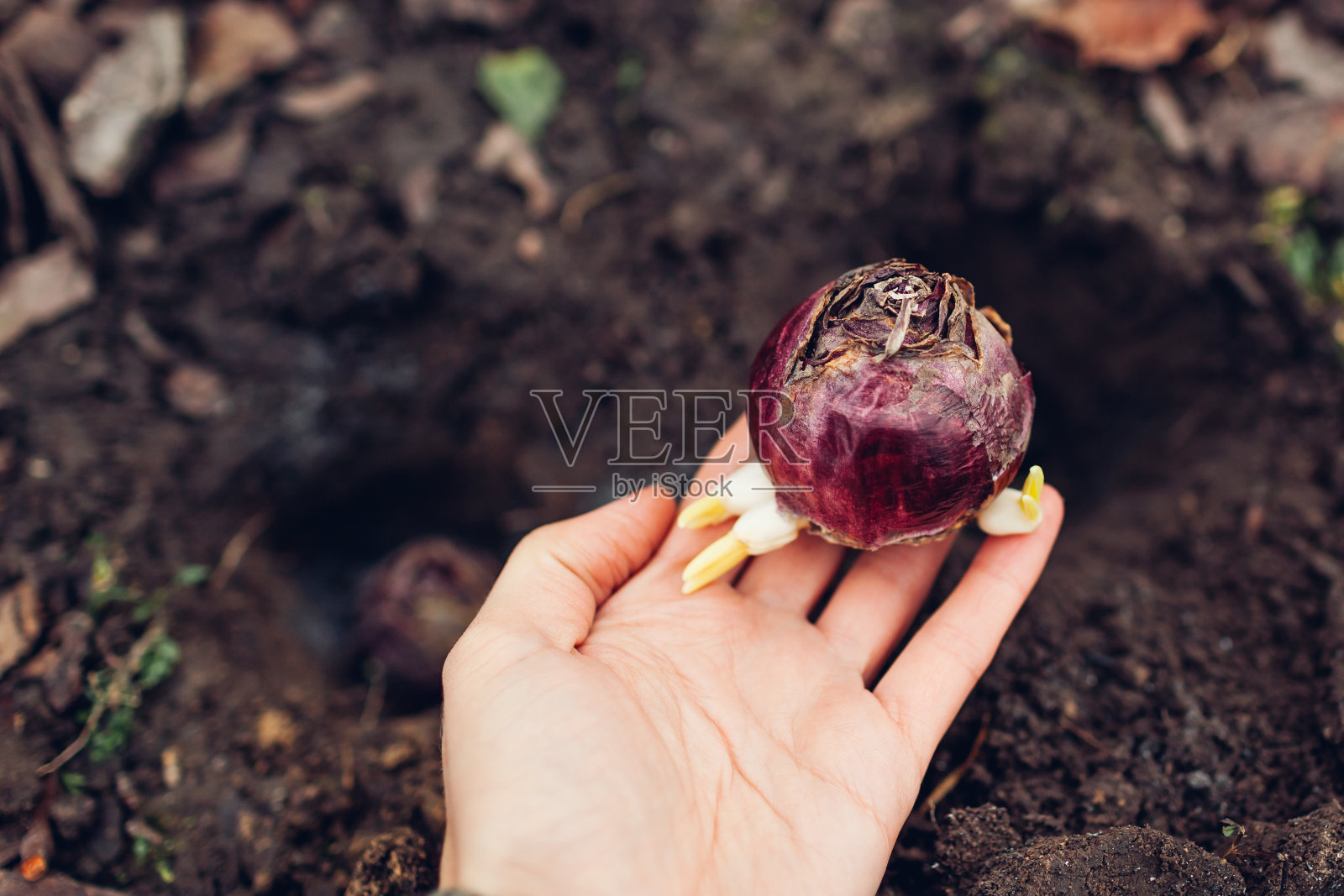 风信子球茎秋天种植。园丁把带有新鲜副芽的紫色球茎放入土壤中。秋天的园艺工作照片摄影图片