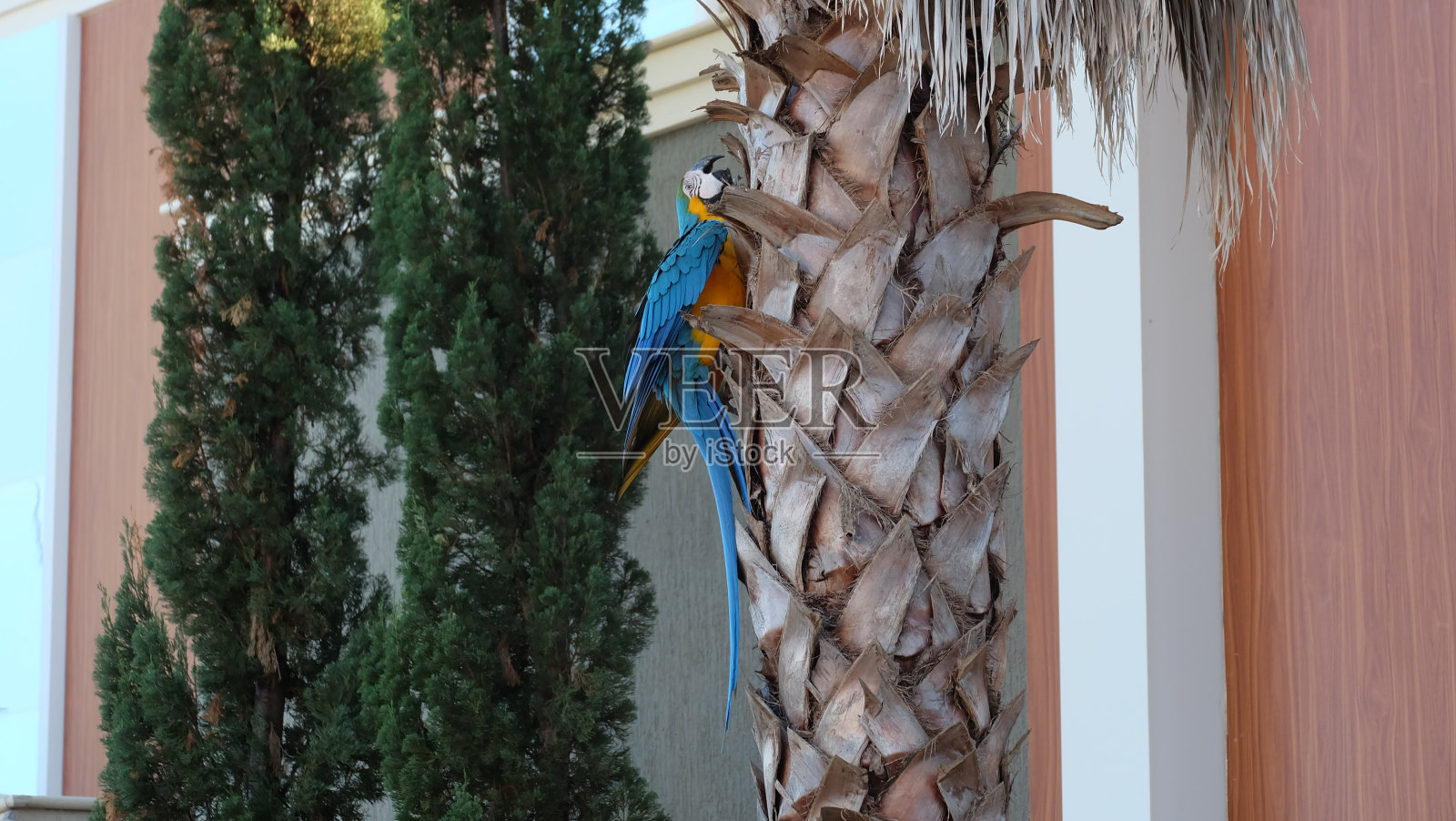 CanindéMacaw照片摄影图片