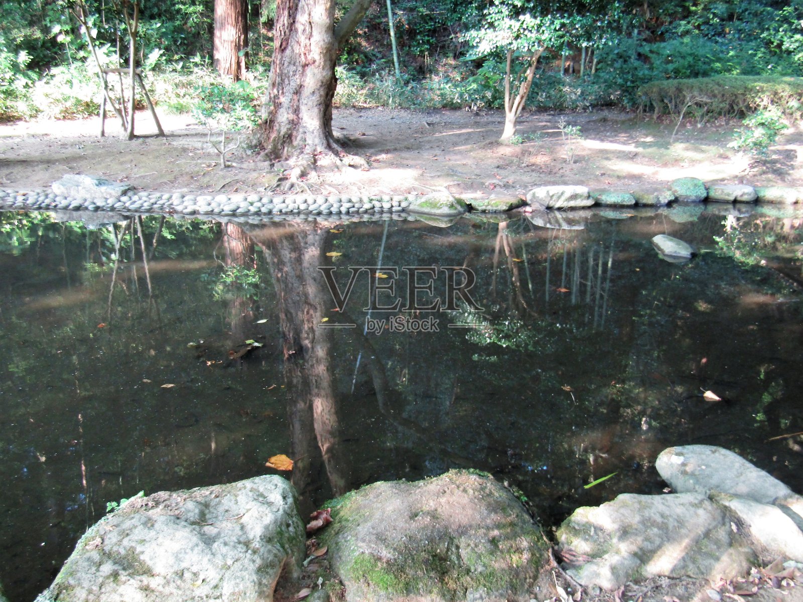 日本。8月。公园里的小池塘。反射。照片摄影图片