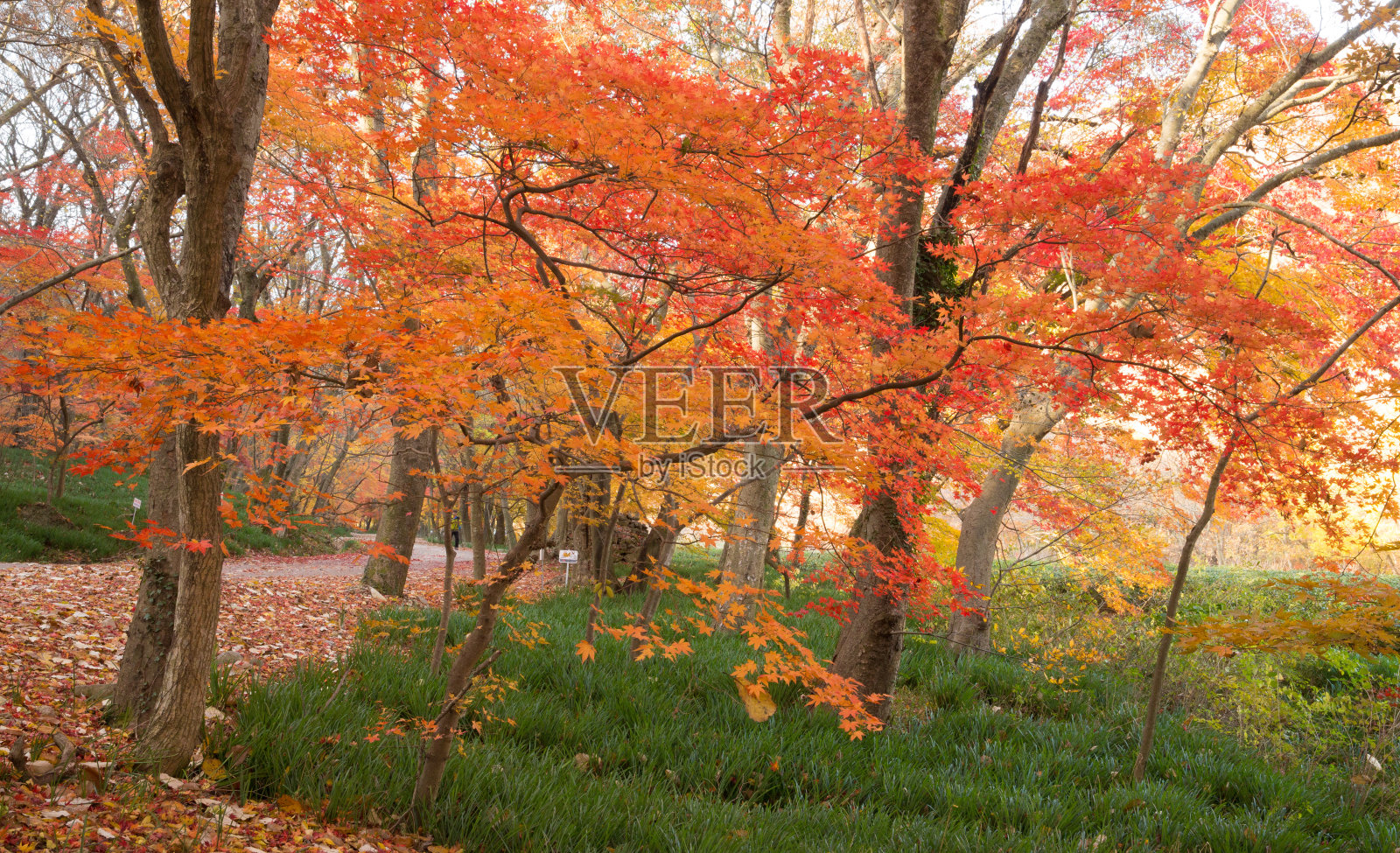 在前往高敞善云寺的路上,美丽的秋叶照片摄影图片