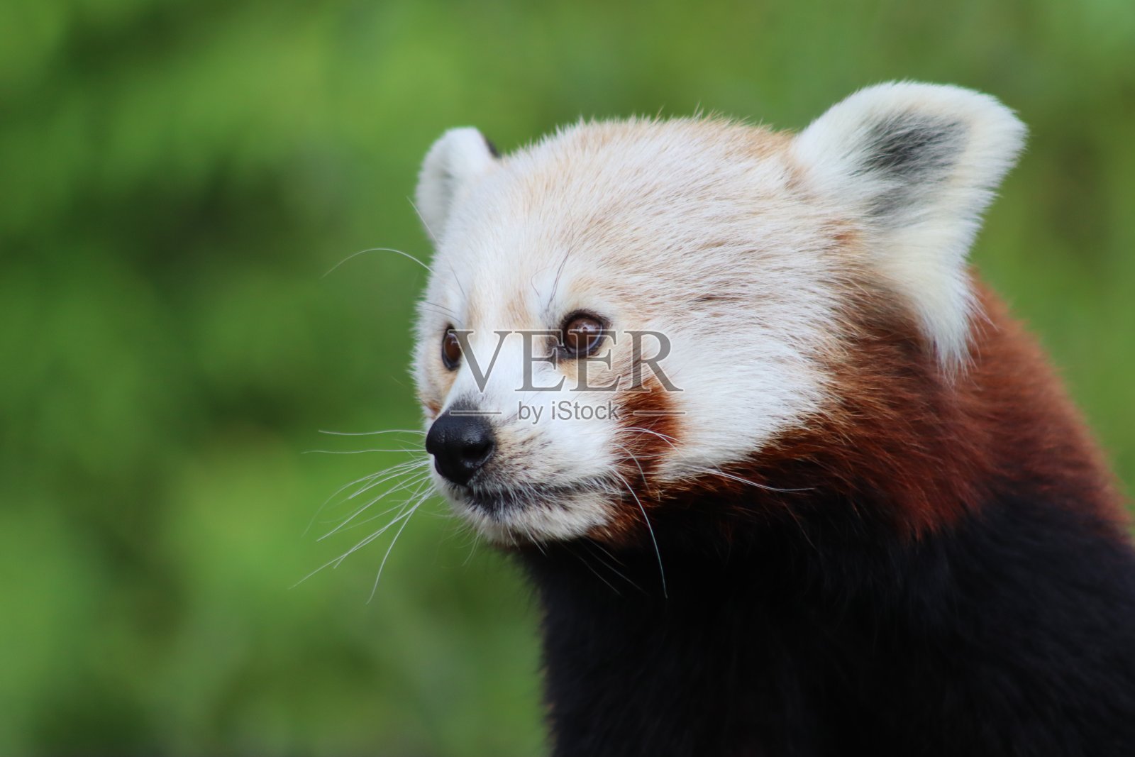 红熊猫肖像照片摄影图片