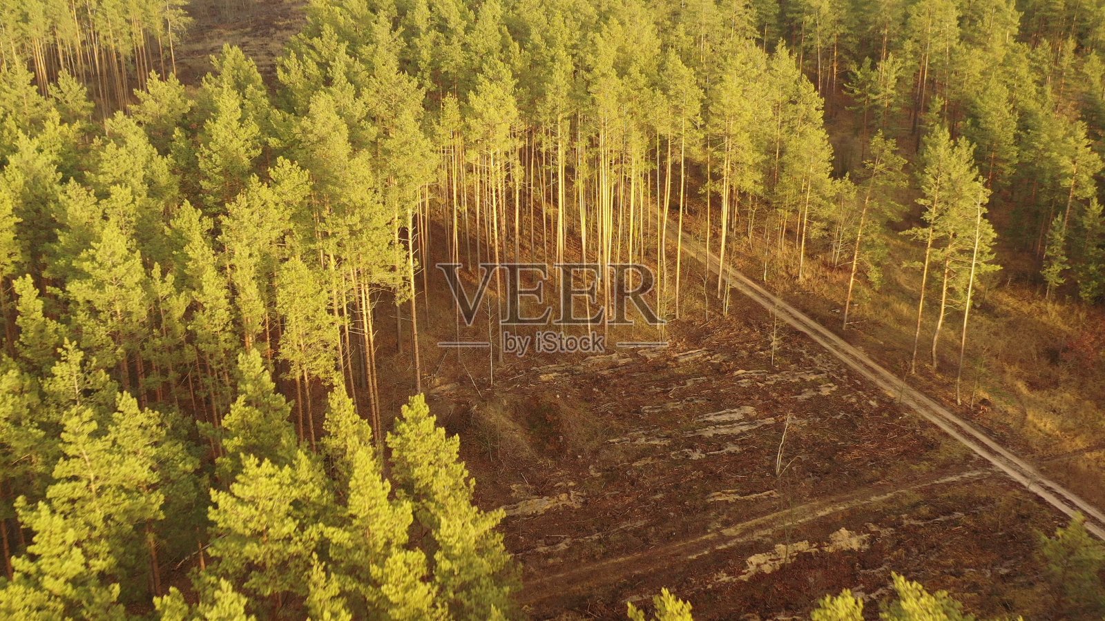 造林带绿化森林景观鸟瞰图。从高处俯瞰。自然背景背景的针叶林。无人机的观点。鸟瞰。森林砍伐面积照片摄影图片