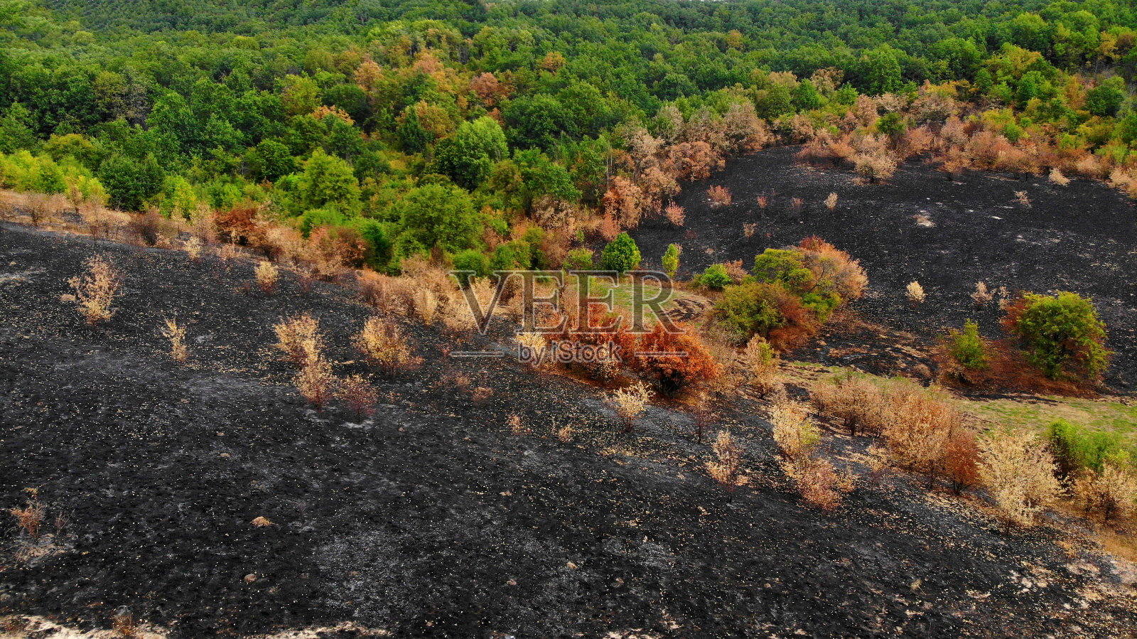 天线。烧焦的森林。从无人机上观看。照片摄影图片