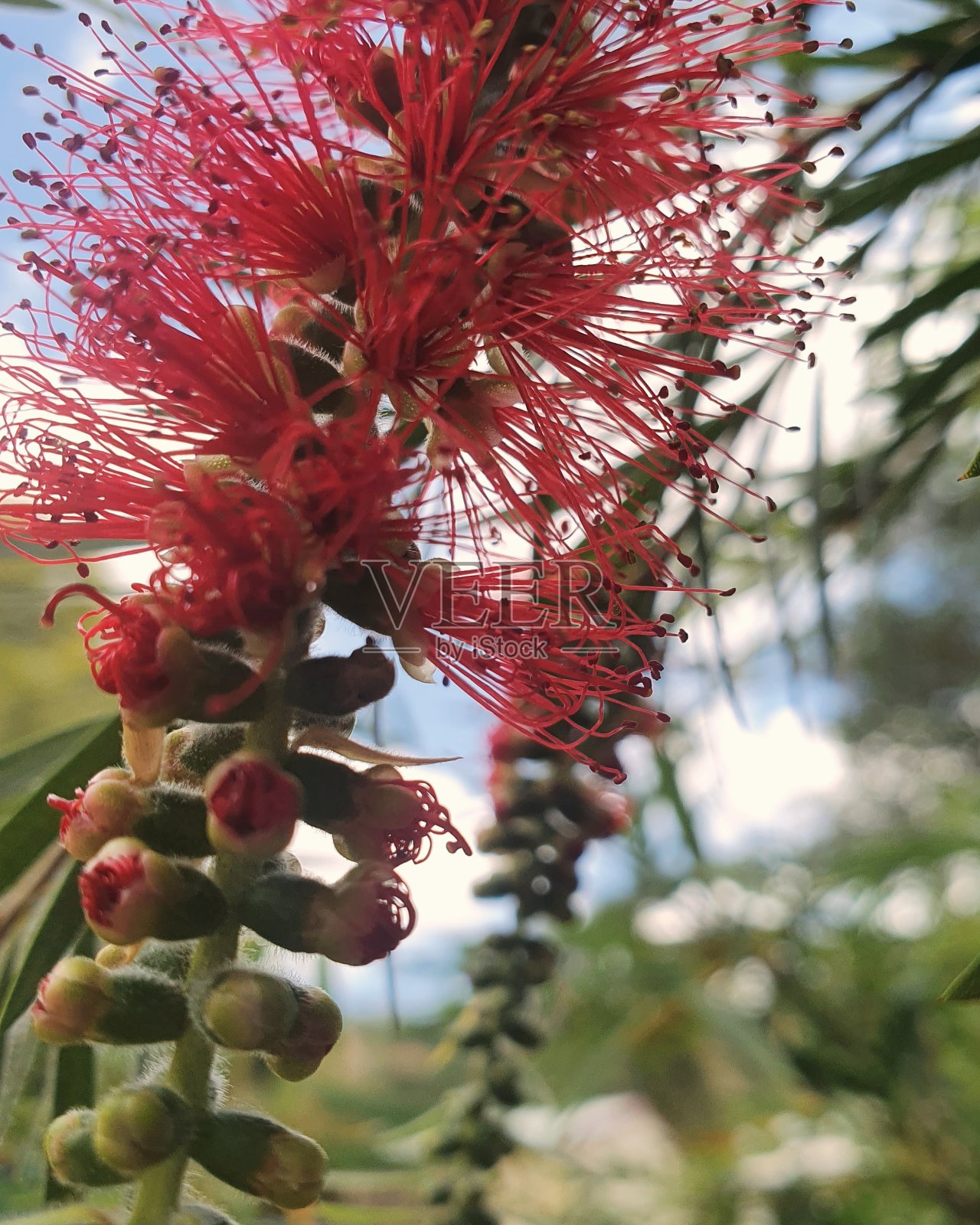 洗瓶刷花照片摄影图片