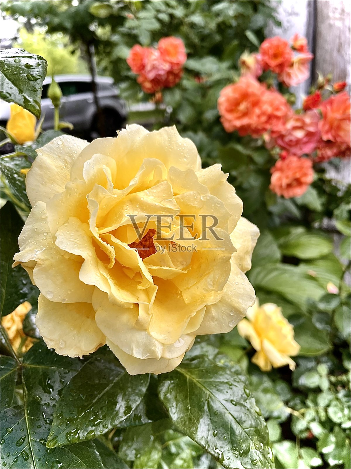 玫瑰照片摄影图片