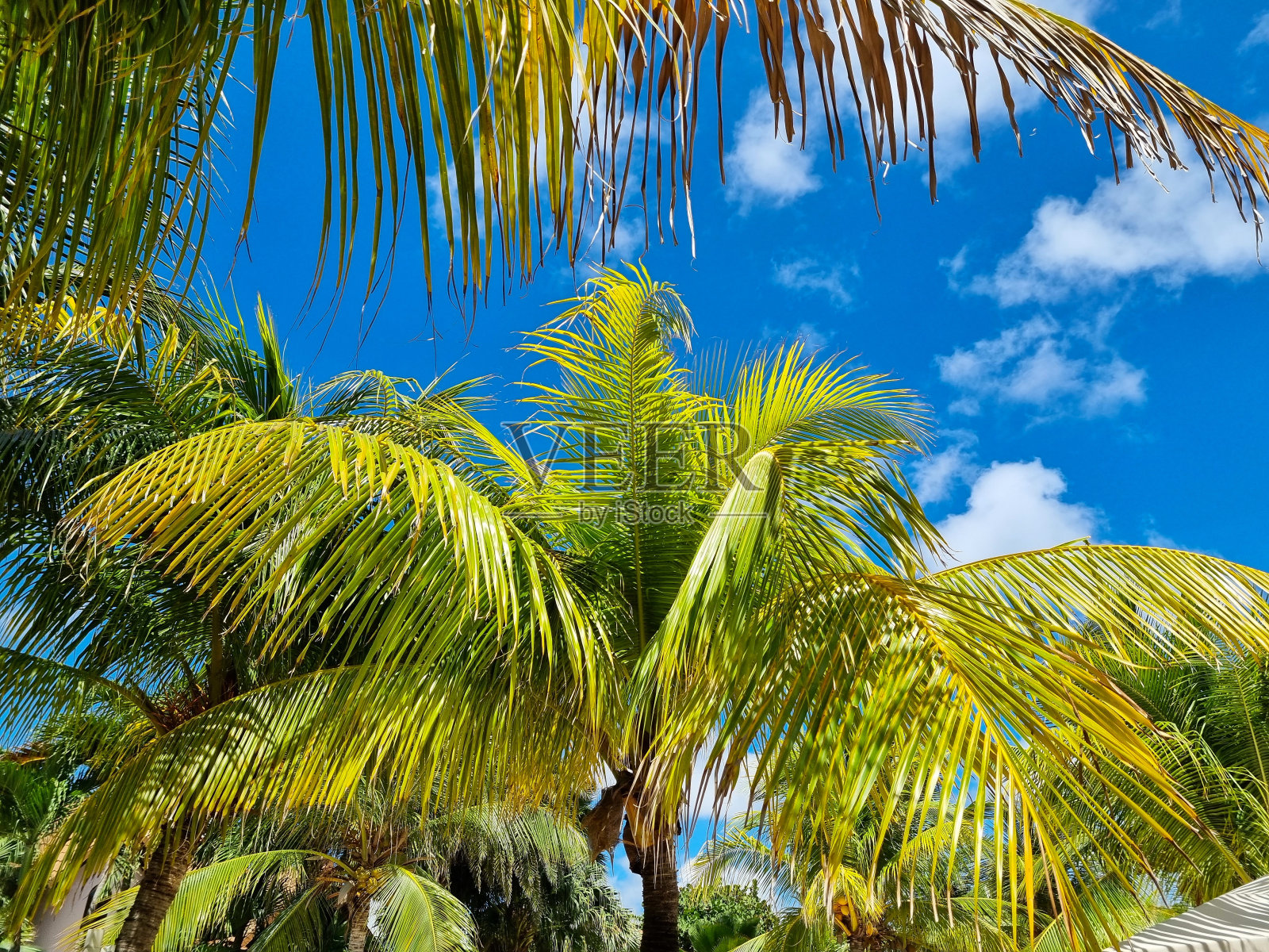 苍翠的棕榈树映衬着蓝天照片摄影图片