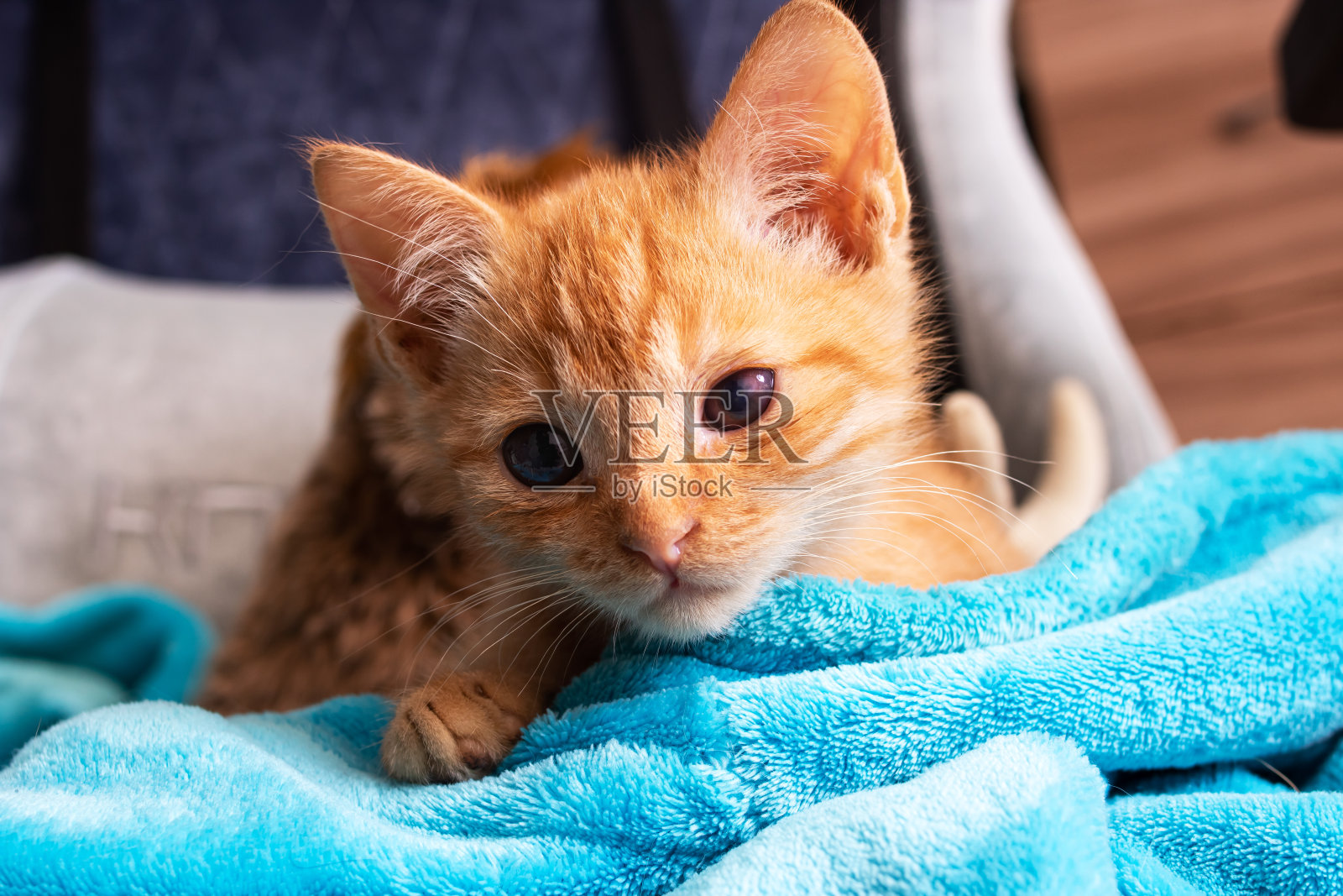 眼睛和耳朵酸痛的姜黄色小猫照片摄影图片