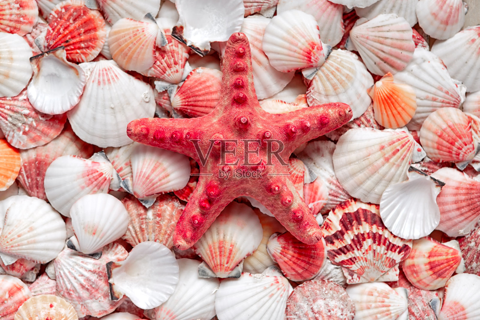 海星躺在不同的贝壳上。来自海底的图案。前视图。海的明信片照片摄影图片