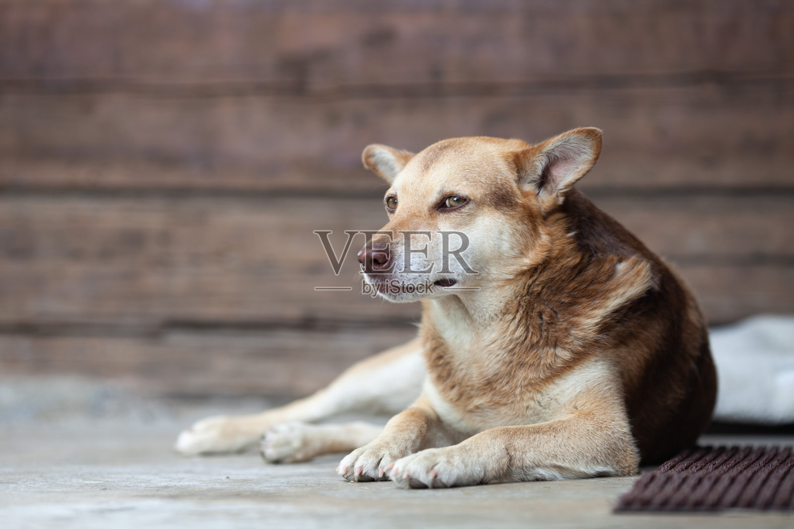 悲伤的红狗躺在木屋的混凝土门廊上。照片摄影图片