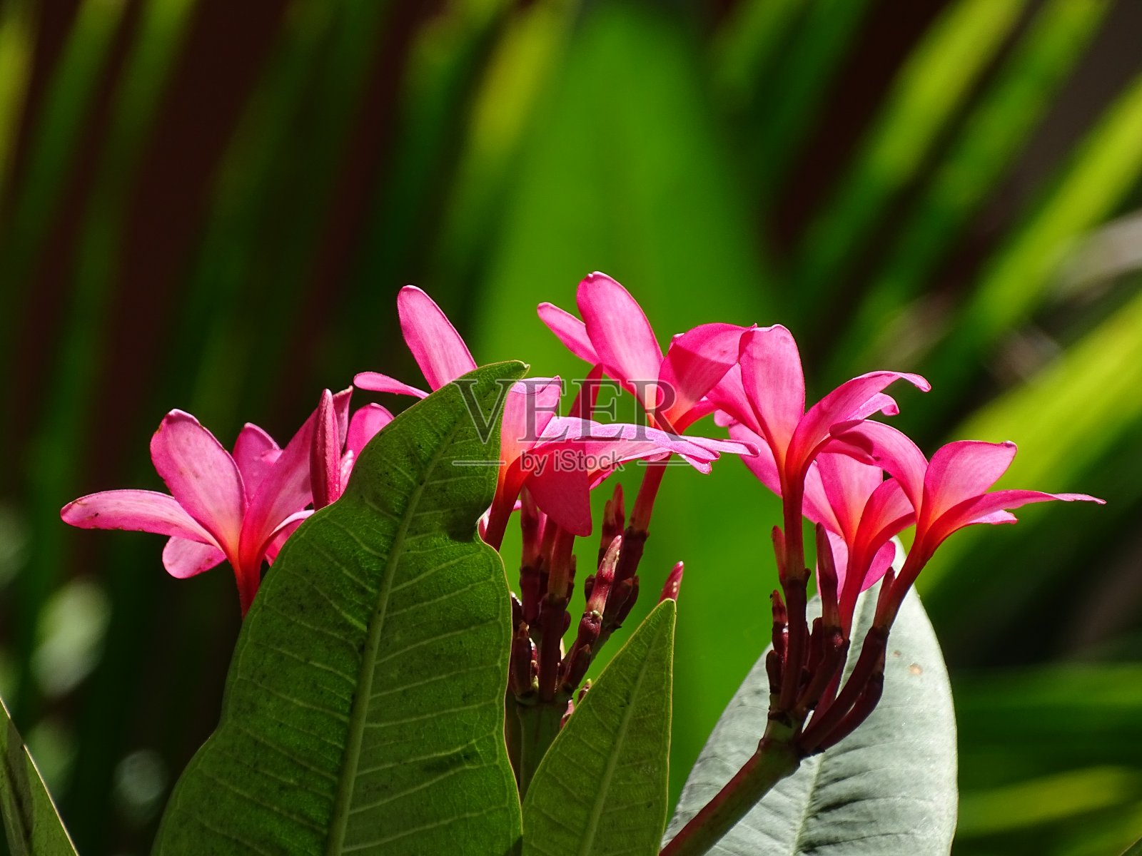 自然模式照片摄影图片