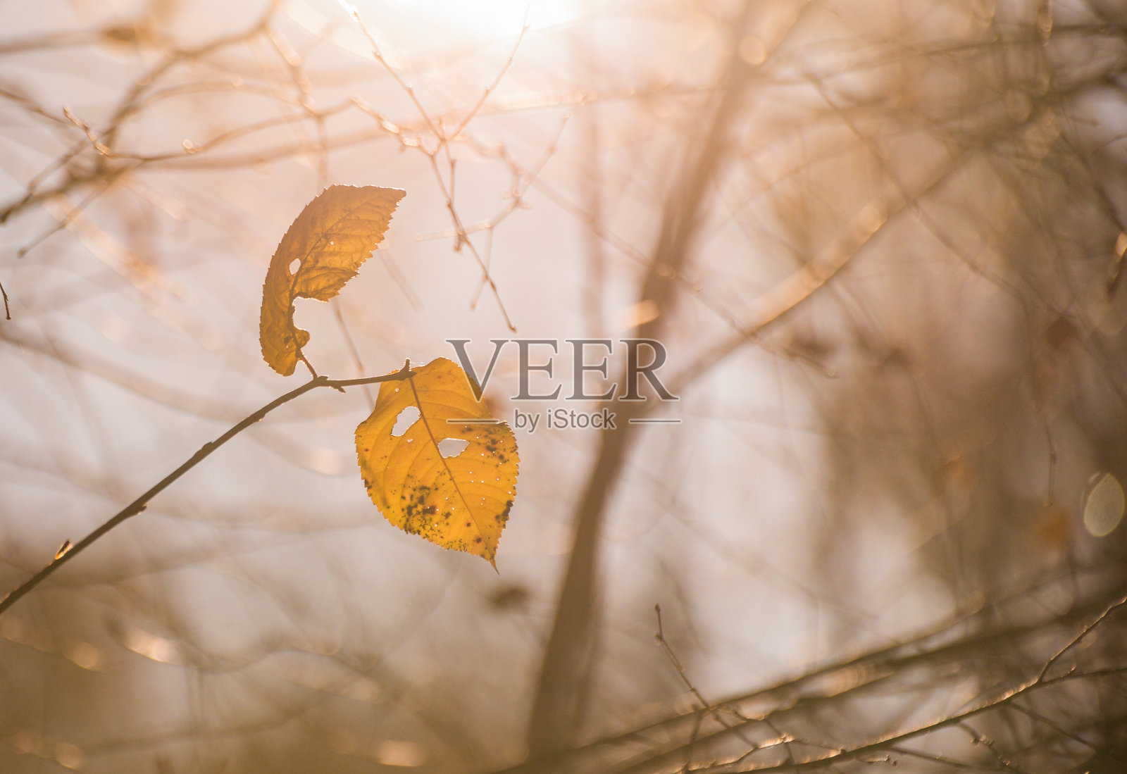 树枝上的叶子在秋天的阳光下照片摄影图片