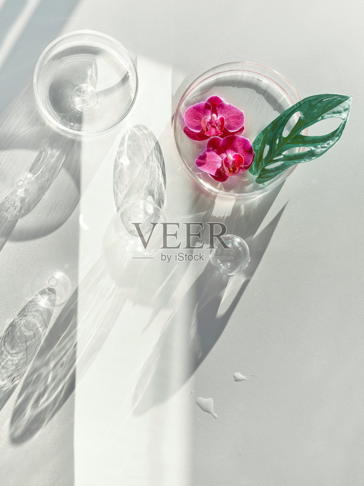 怪兽叶,兰花花,培养皿和玻璃球。阳光直射,阴影长。平躺在白色背景上。抽象的玻璃装饰,充满异国情调的充满活力的洋红色花朵照片摄影图片