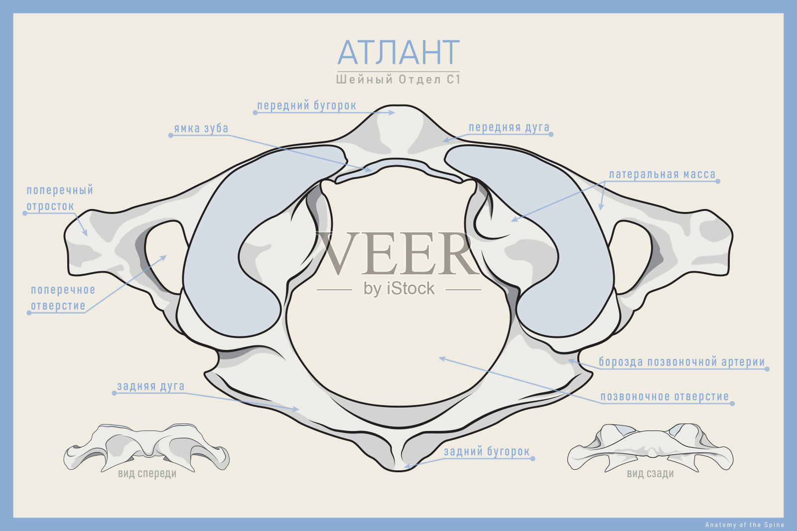 图示第一颈椎。阿特拉斯C1。前,后和俯视图。教育或学习的例证。解剖学在俄罗斯插画图片素材