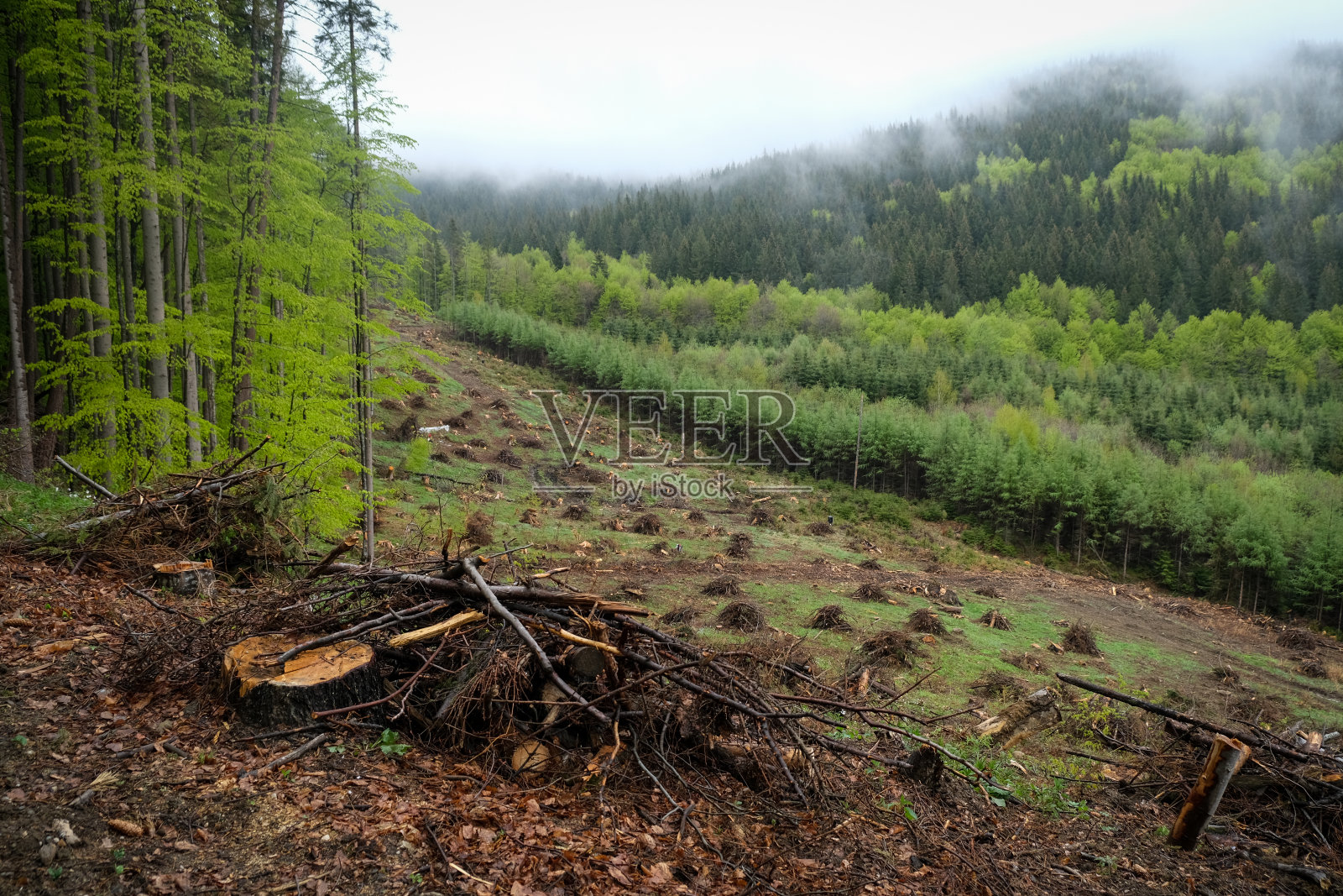 罗马尼亚Ciucas山脉的大规模森林砍伐。照片摄影图片
