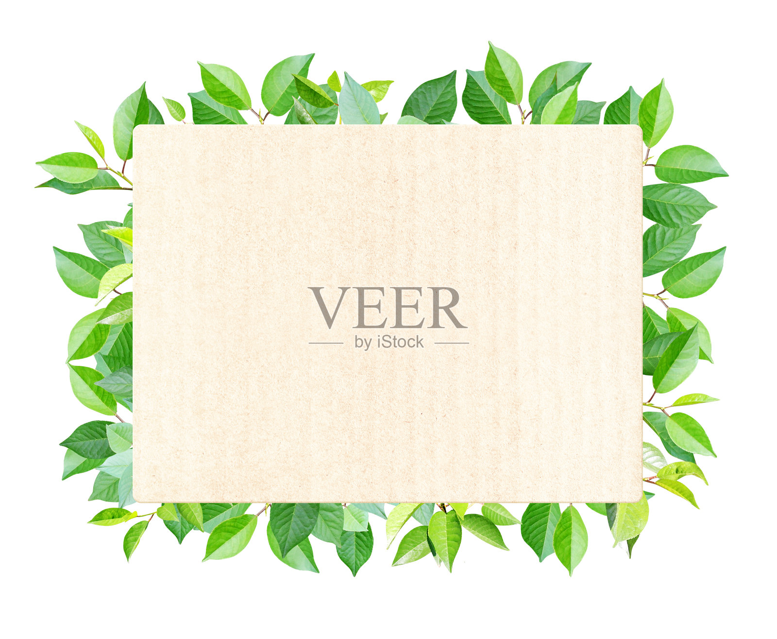 绿色树叶和长方形再生纸标签。在白色背景上隔离照片摄影图片