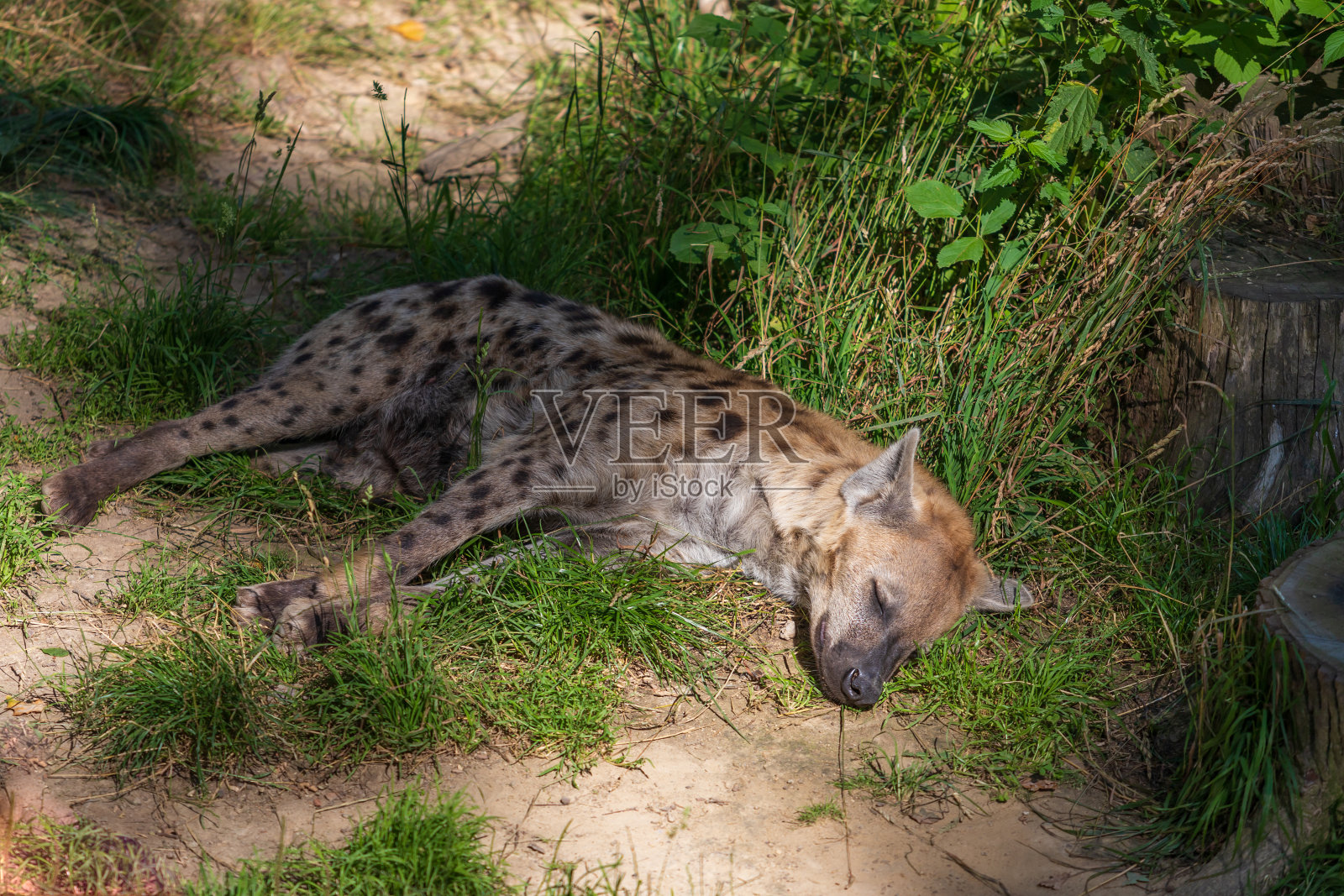 斑点鬣狗-番红花番红花躺在草地上,在阳光下睡觉照片摄影图片