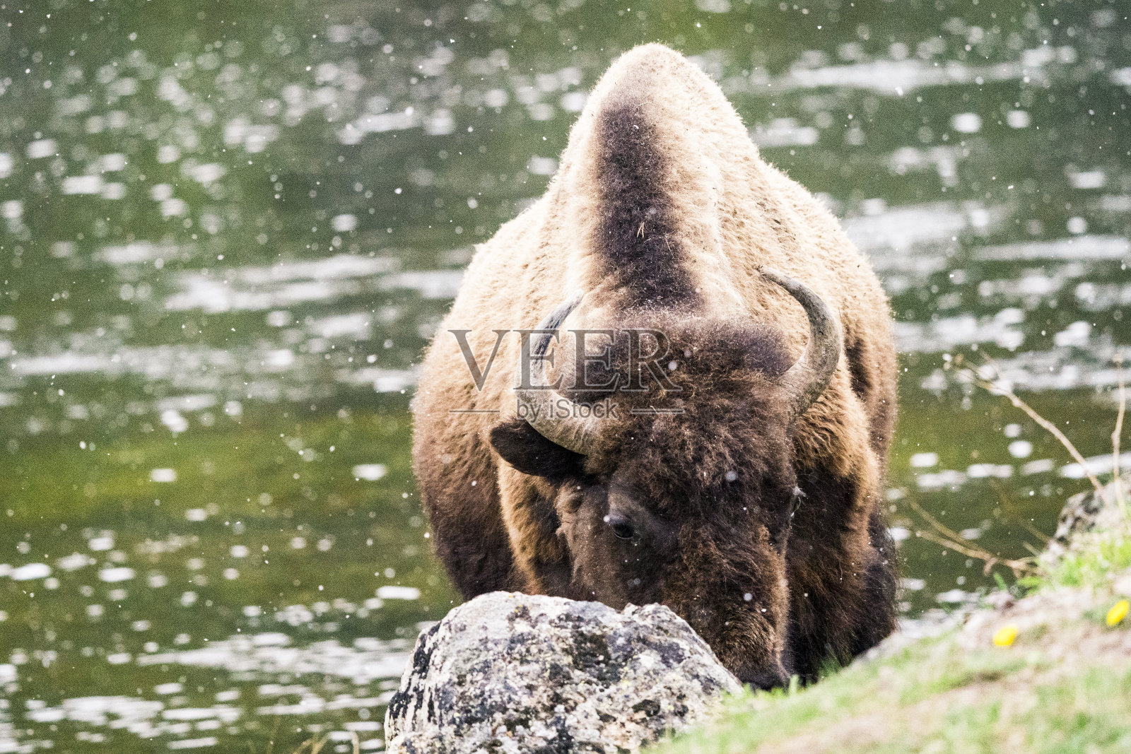 一只野牛在黄石国家公园的一条河边吃草照片摄影图片