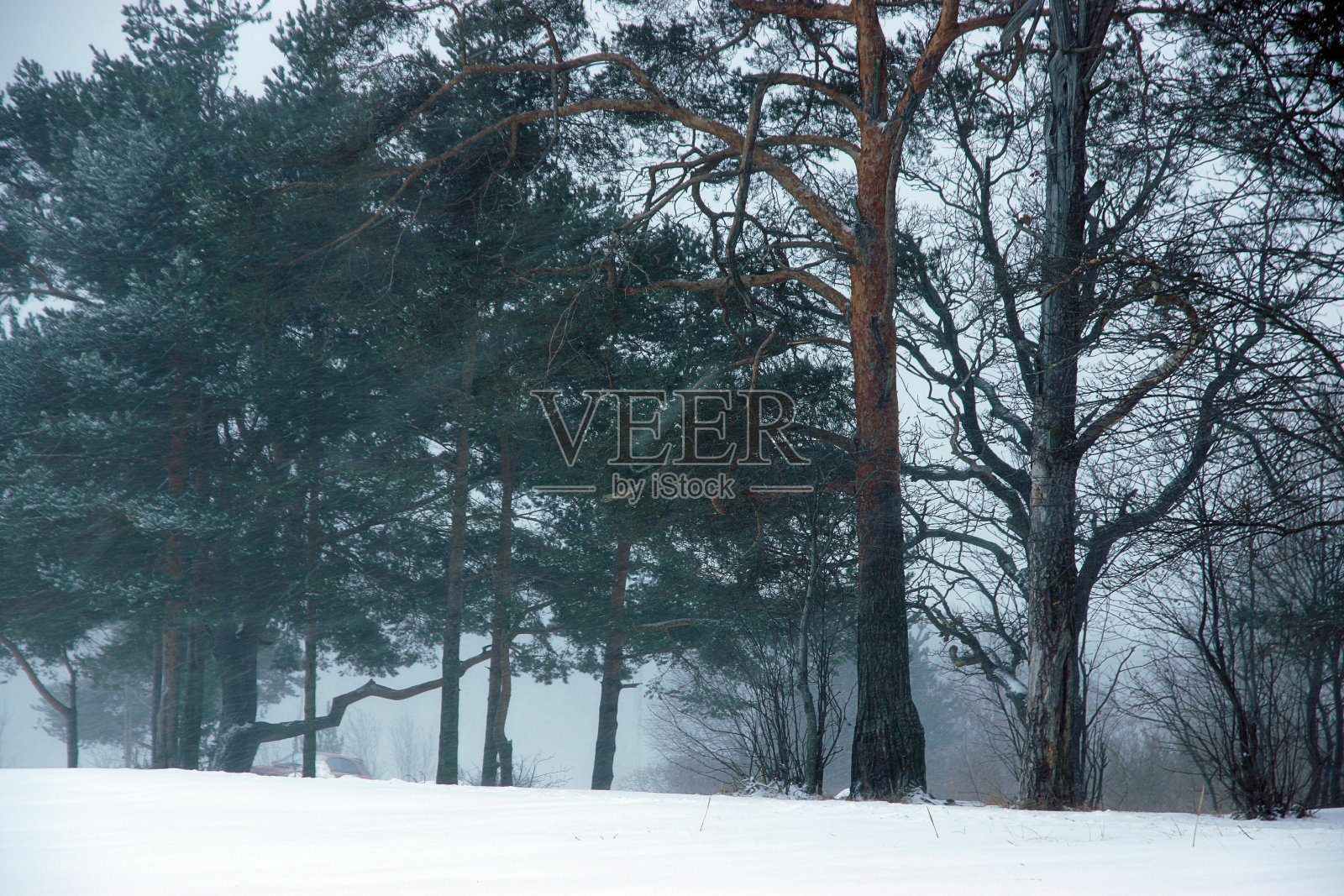冬天的风景与美丽的松树进入雾,恶劣的天气,大雪与风照片摄影图片