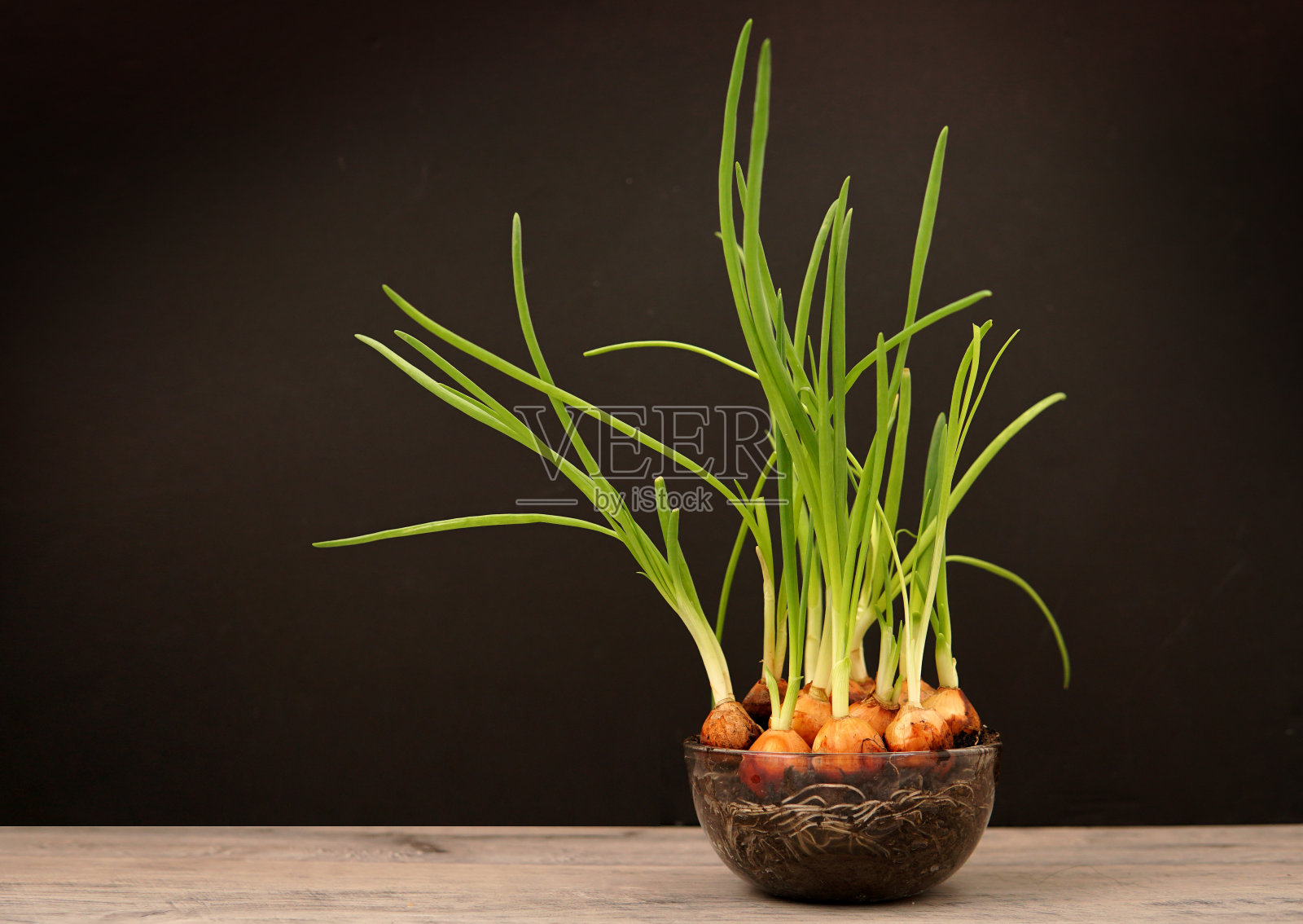 洋葱绿色的羽毛长在一个透明的花盆里照片摄影图片